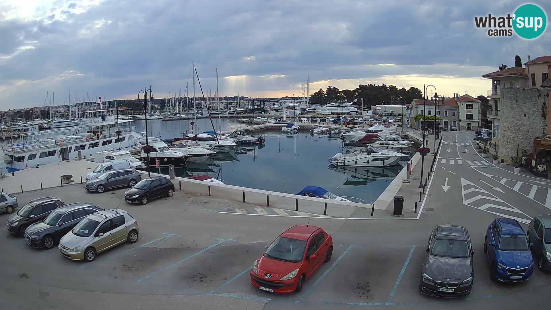 Novigrad | Porporela marina