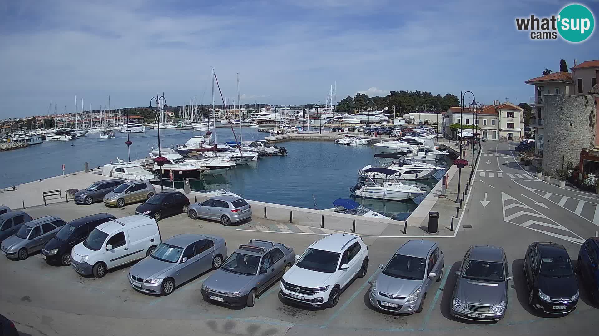 Novigrad | Porporela marina