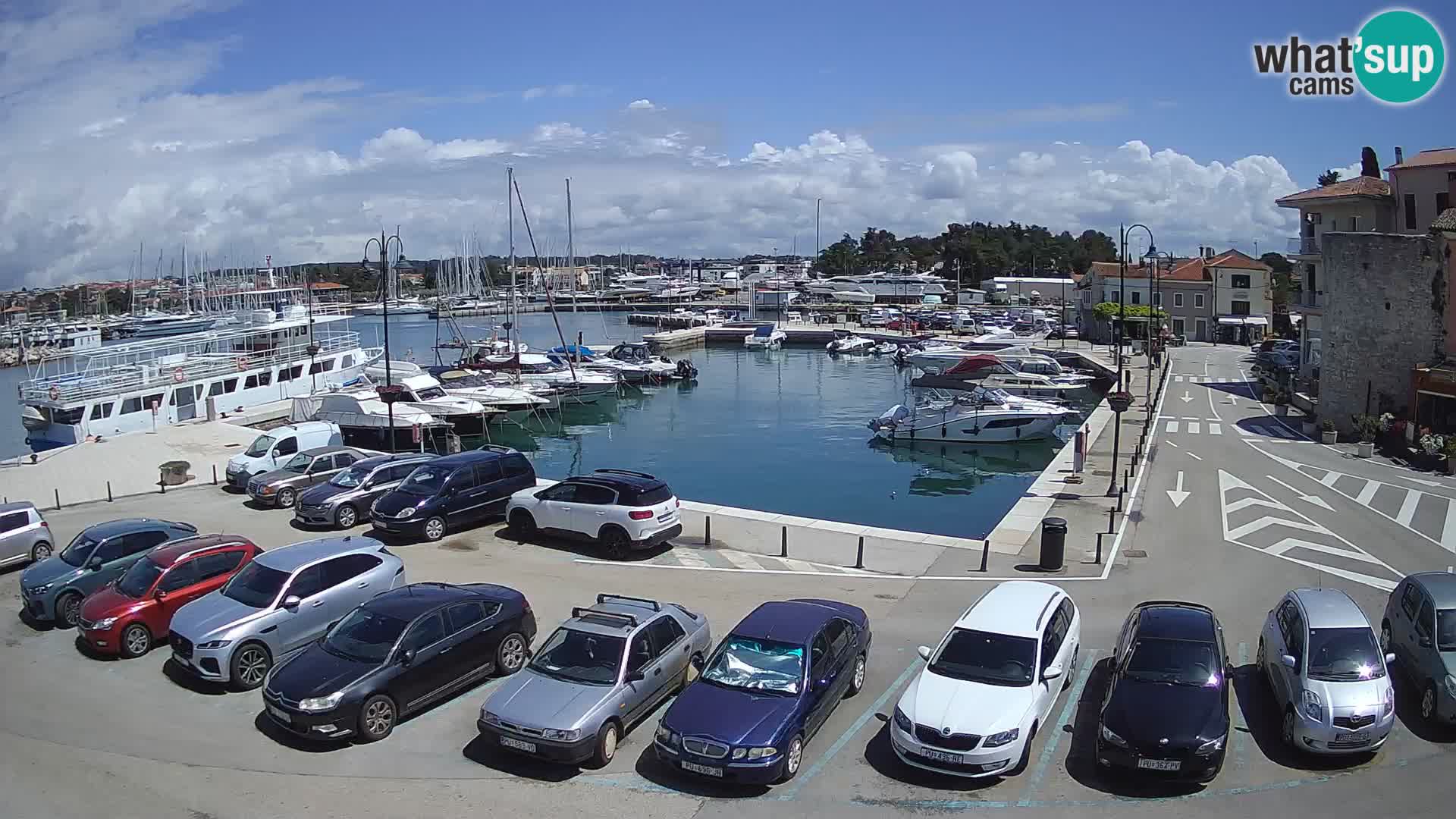 Novigrad | Porporela marina