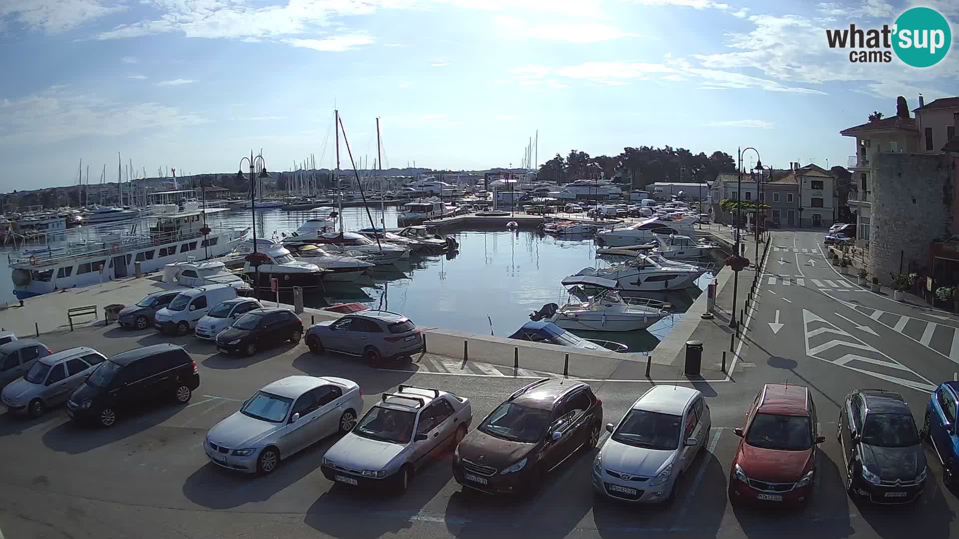 Novigrad | Porporela marina