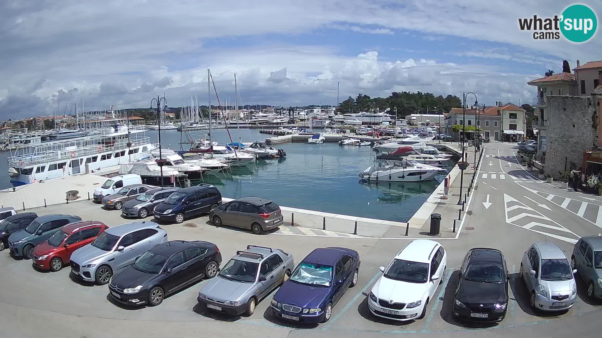 Novigrad | Porporela marina