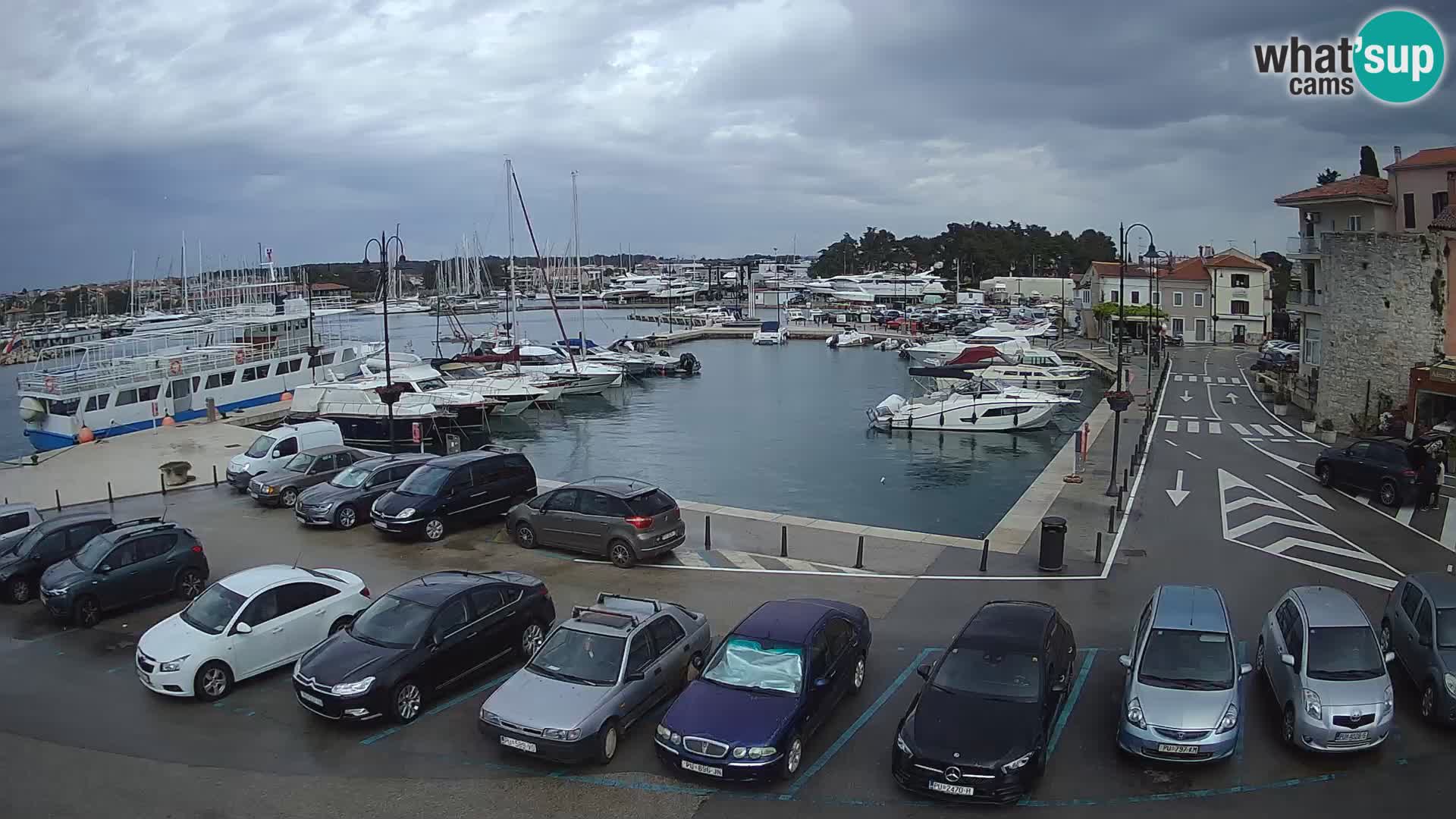 Novigrad | Porporela marina