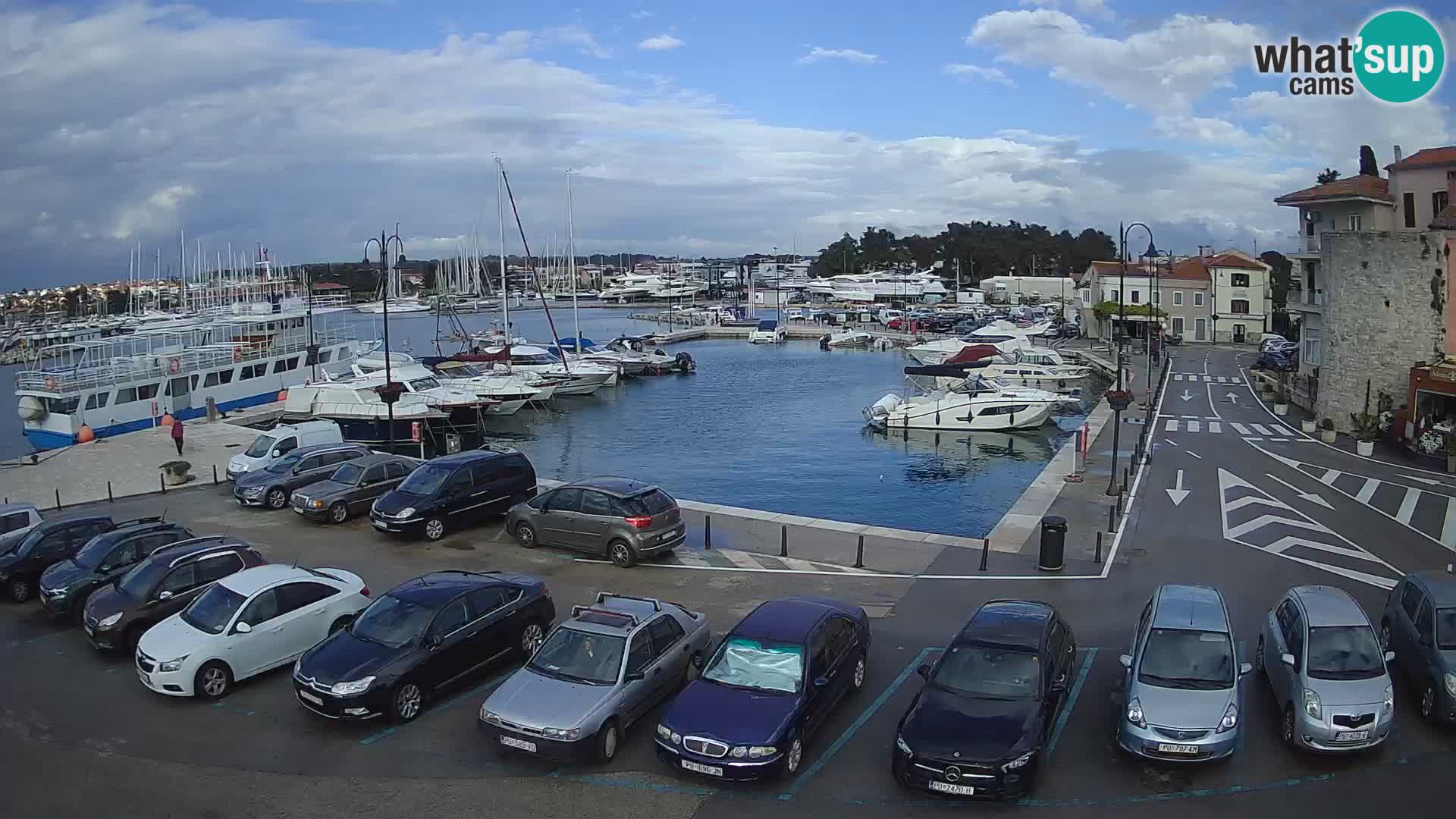Novigrad | Porporela marina