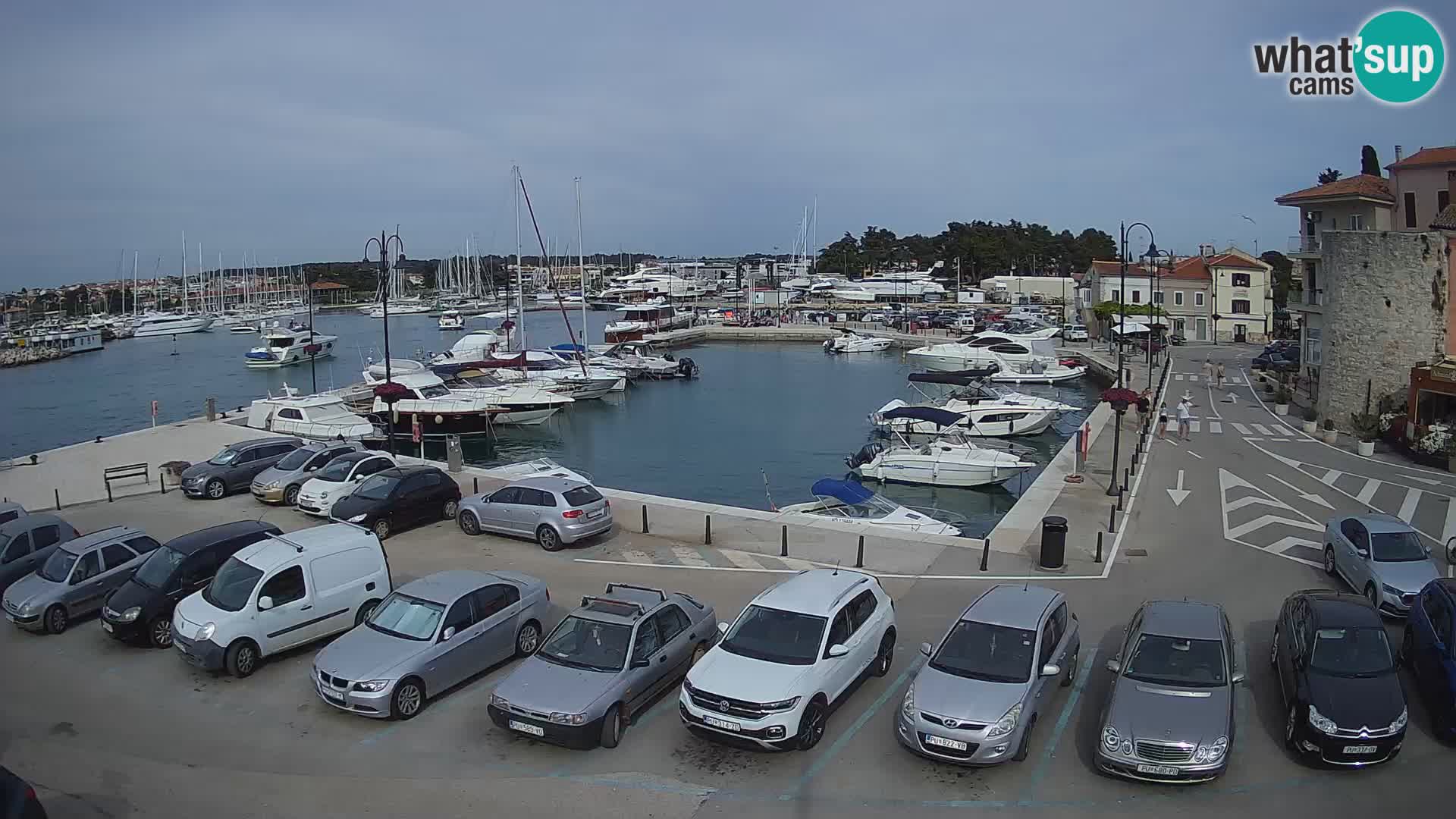 Novigrad | Porporela marina