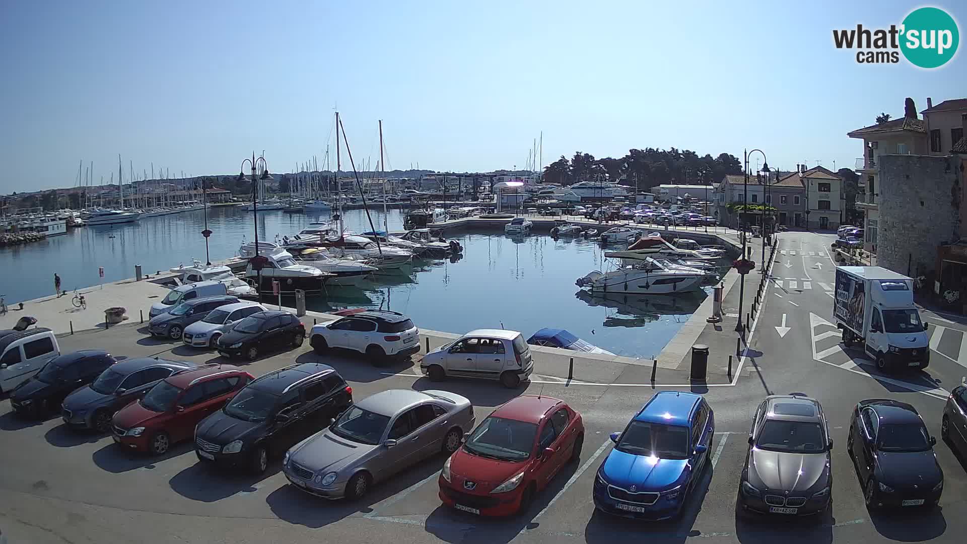 Novigrad | Porporela marina