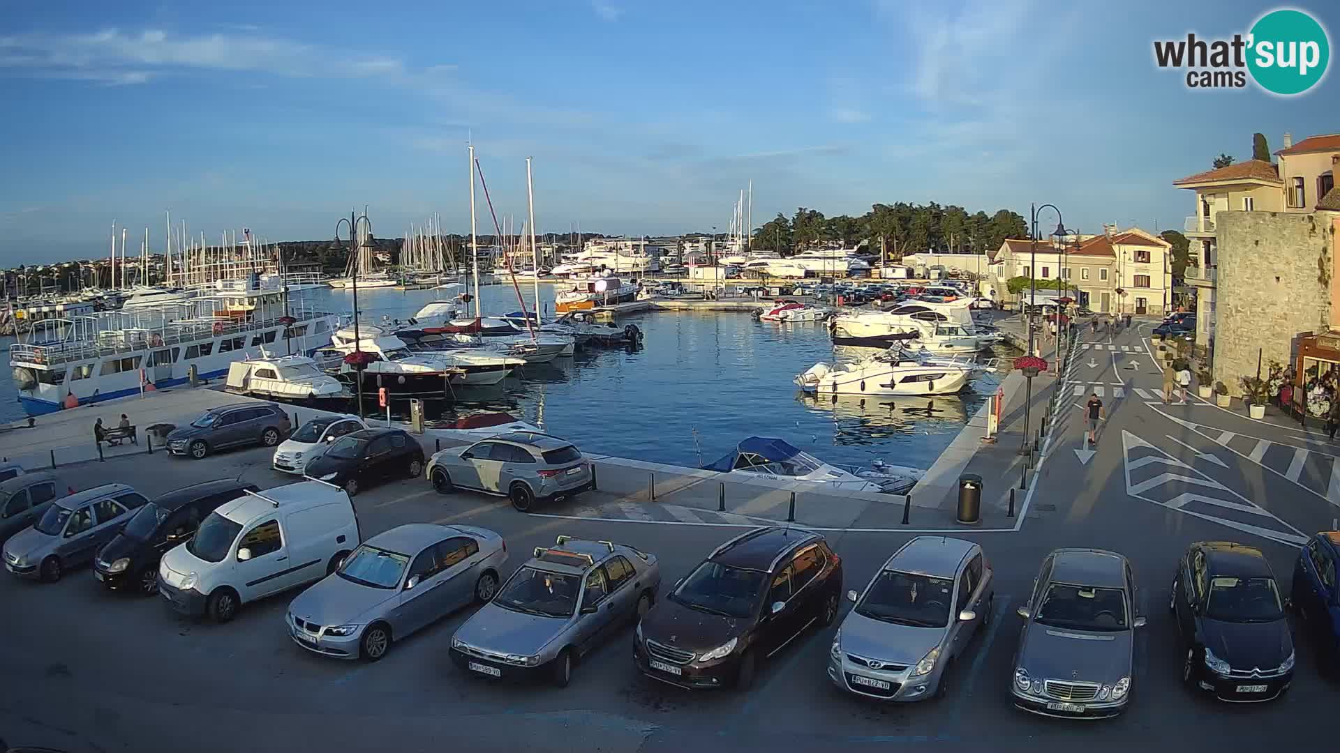 Novigrad | Porporela marina