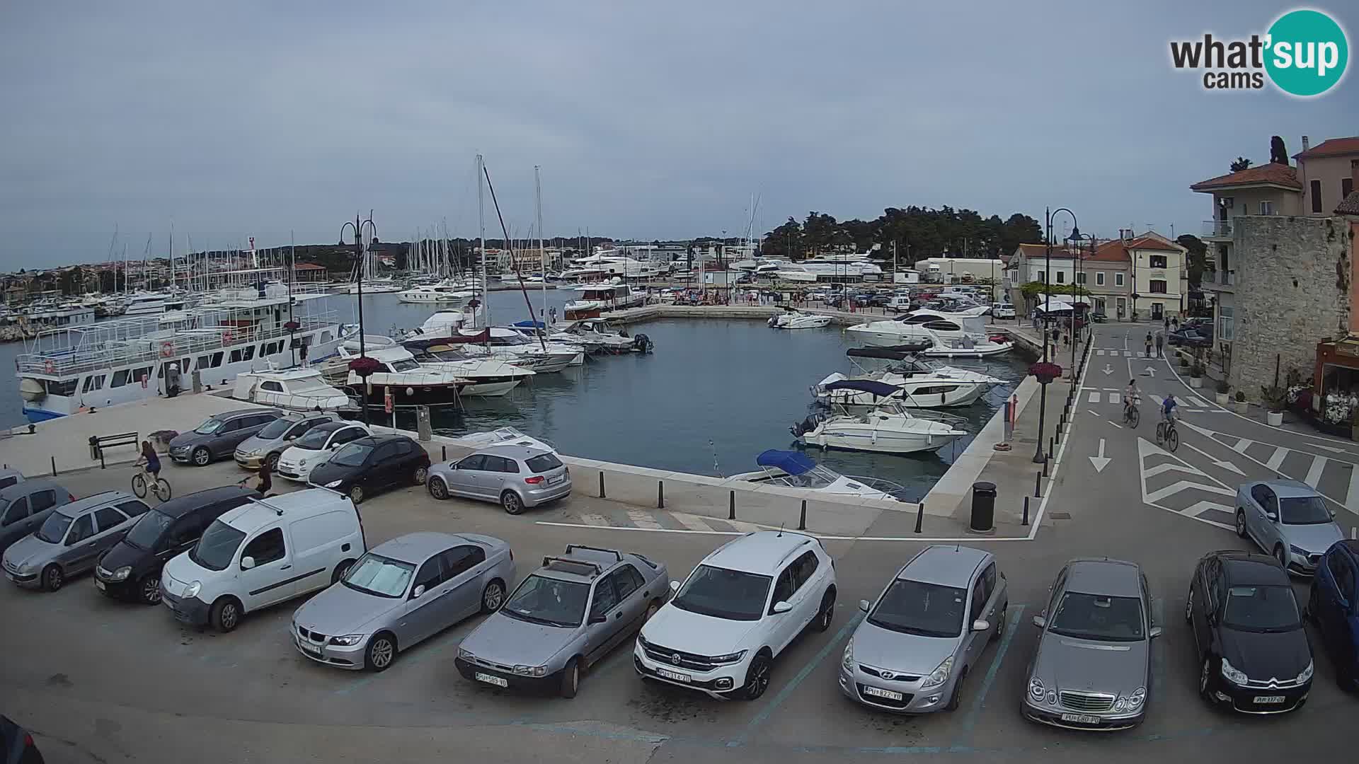 Novigrad | Porporela marina