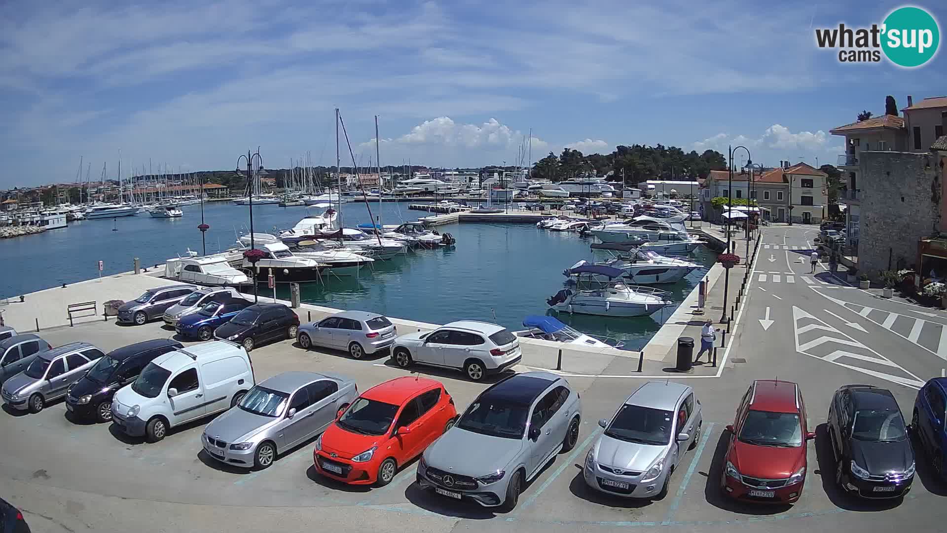 Novigrad | Porporela marina