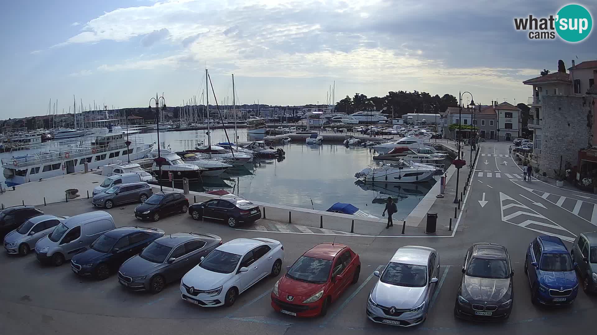 Novigrad | Porporela marina