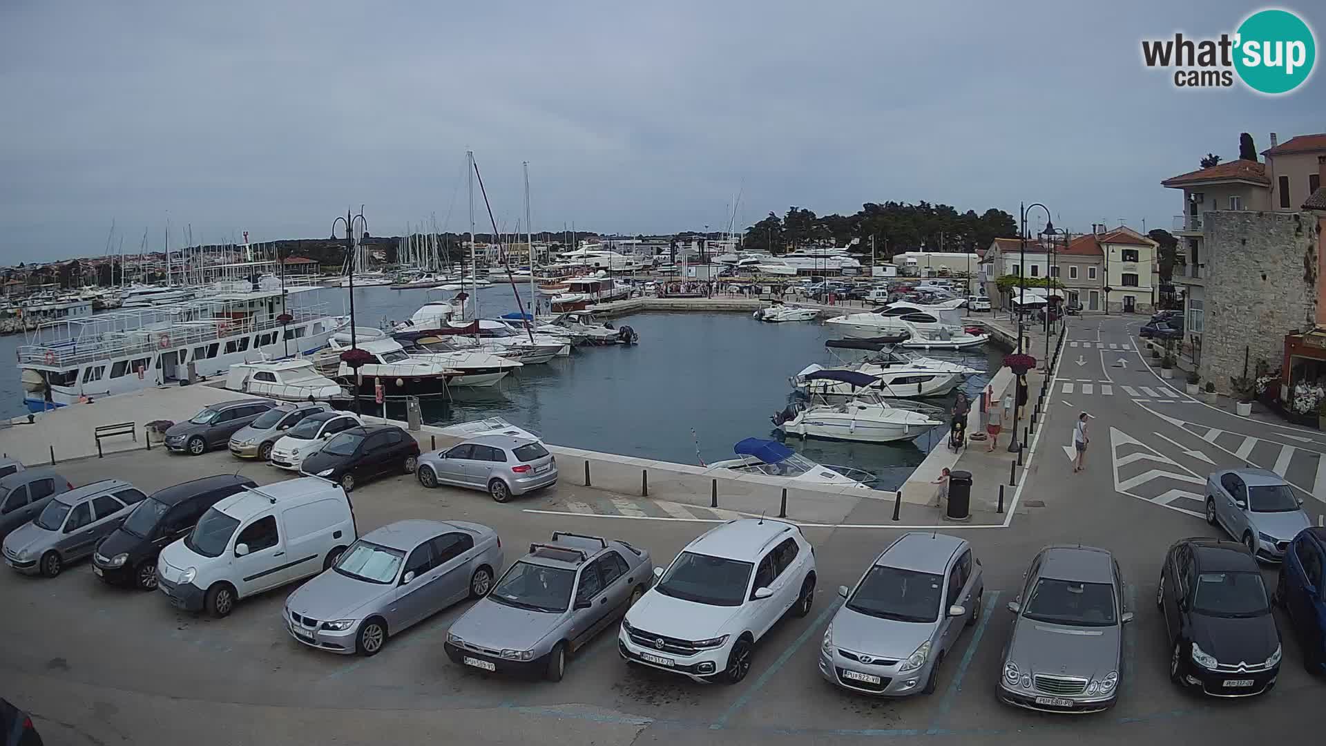 Novigrad | Porporela marina