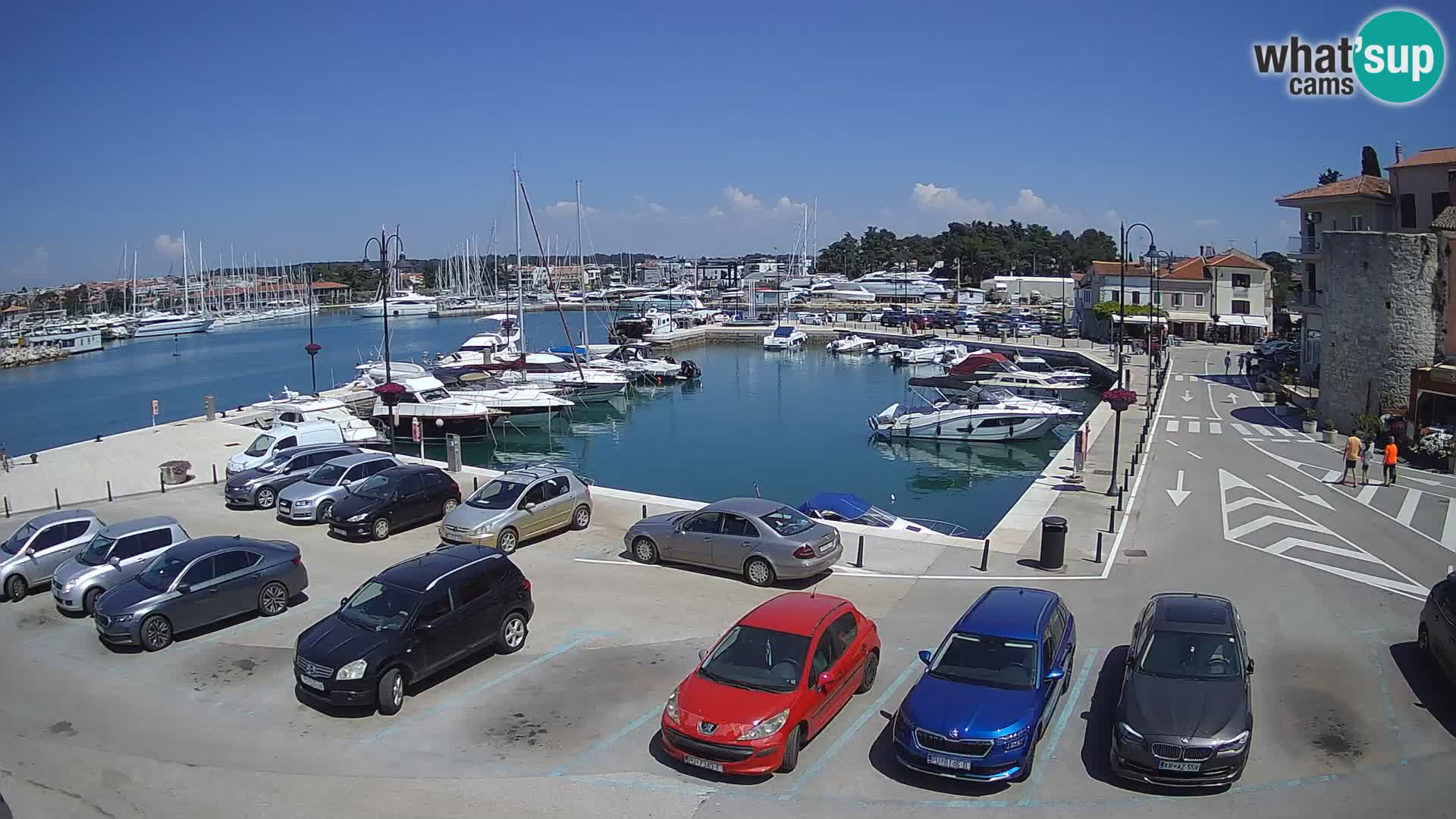 Novigrad | Porporela marina