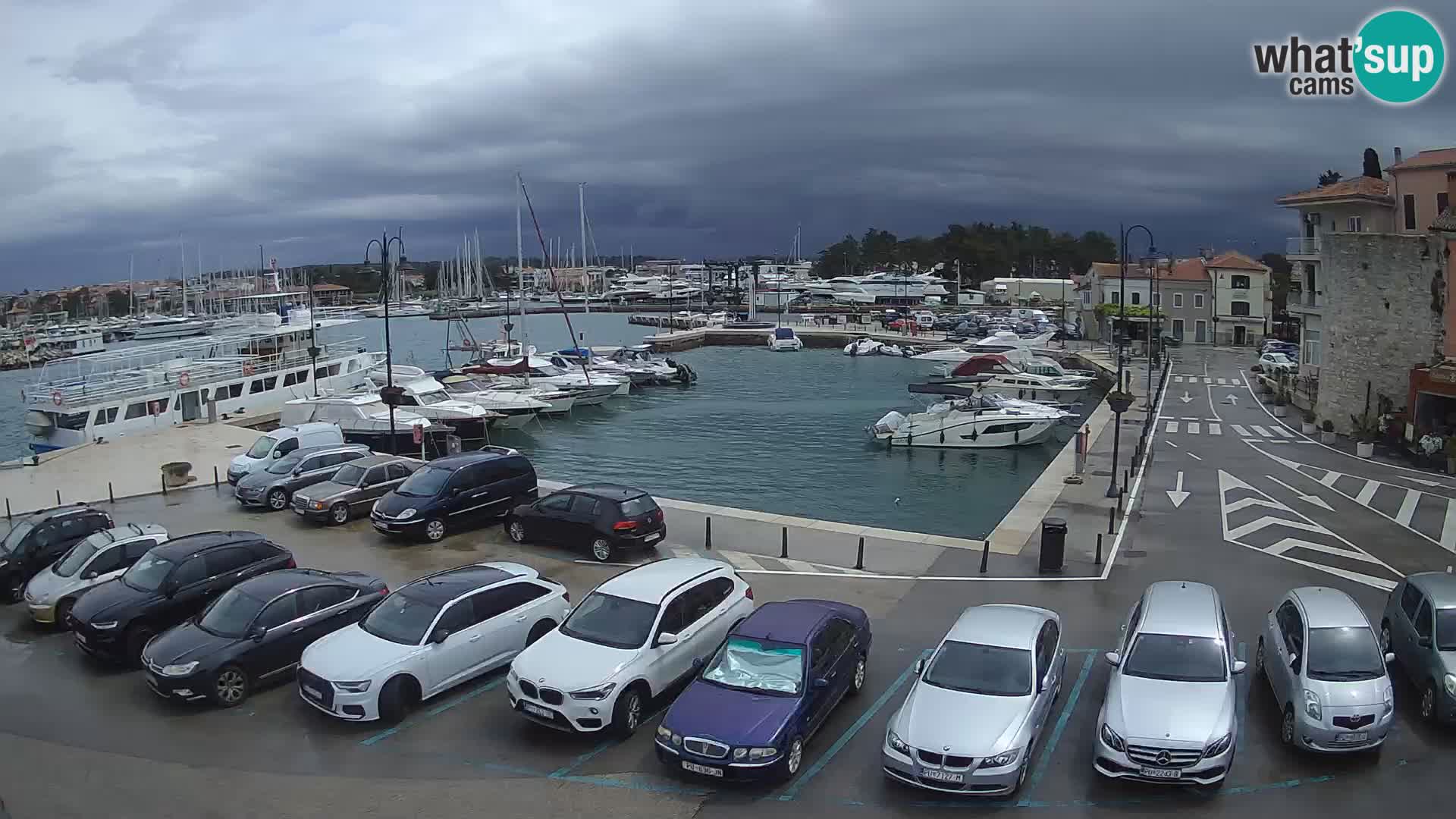 Novigrad | Porporela marina