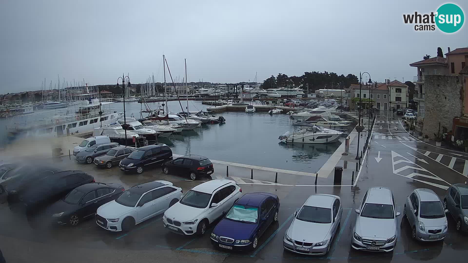 Novigrad | Porporela marina