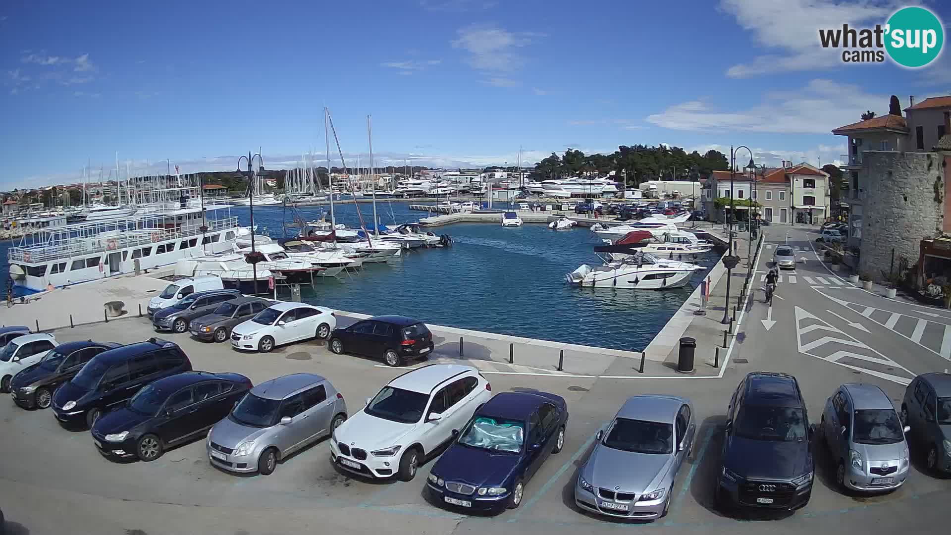 Novigrad | Porporela marina