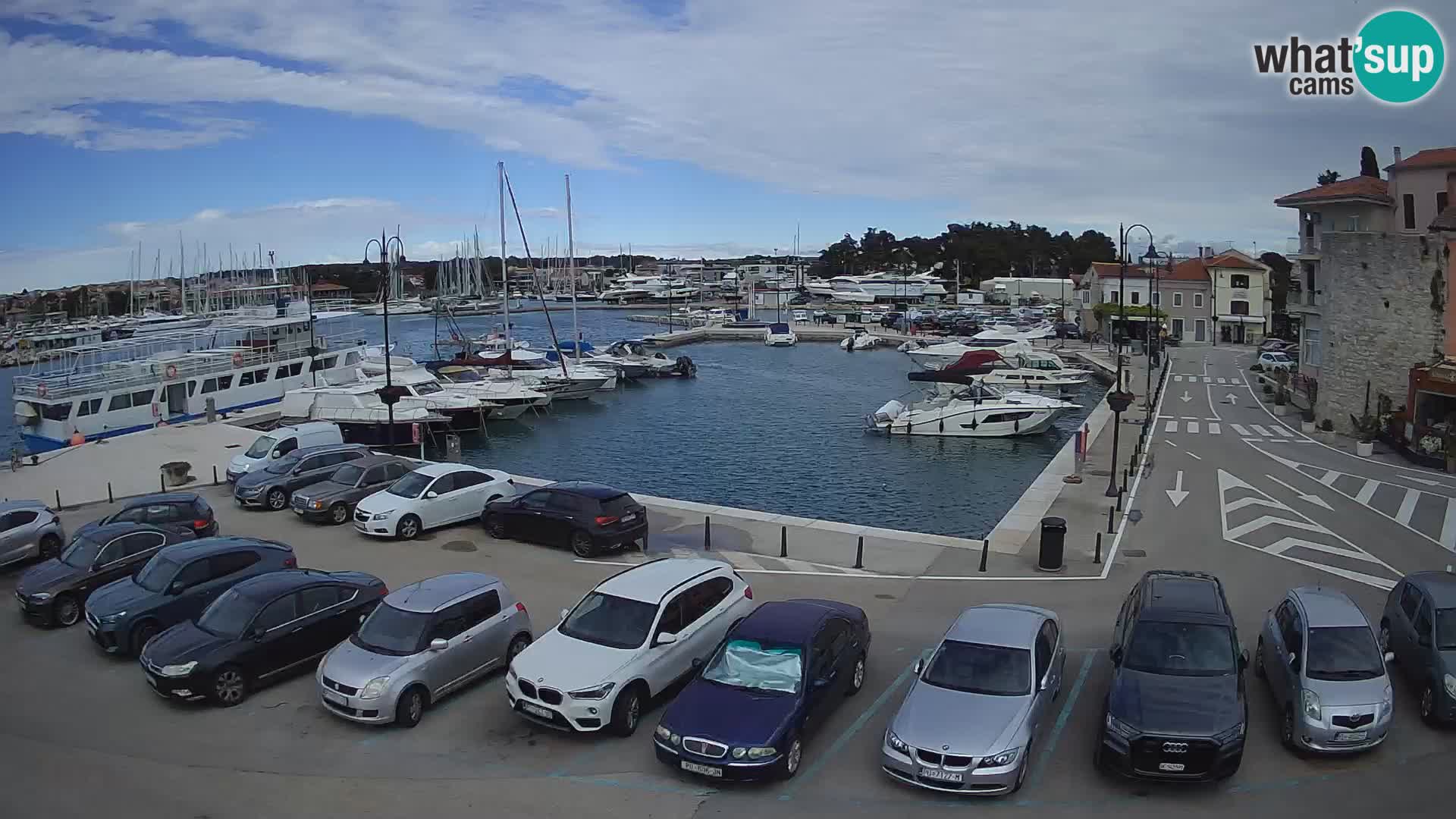 Novigrad | Porporela marina
