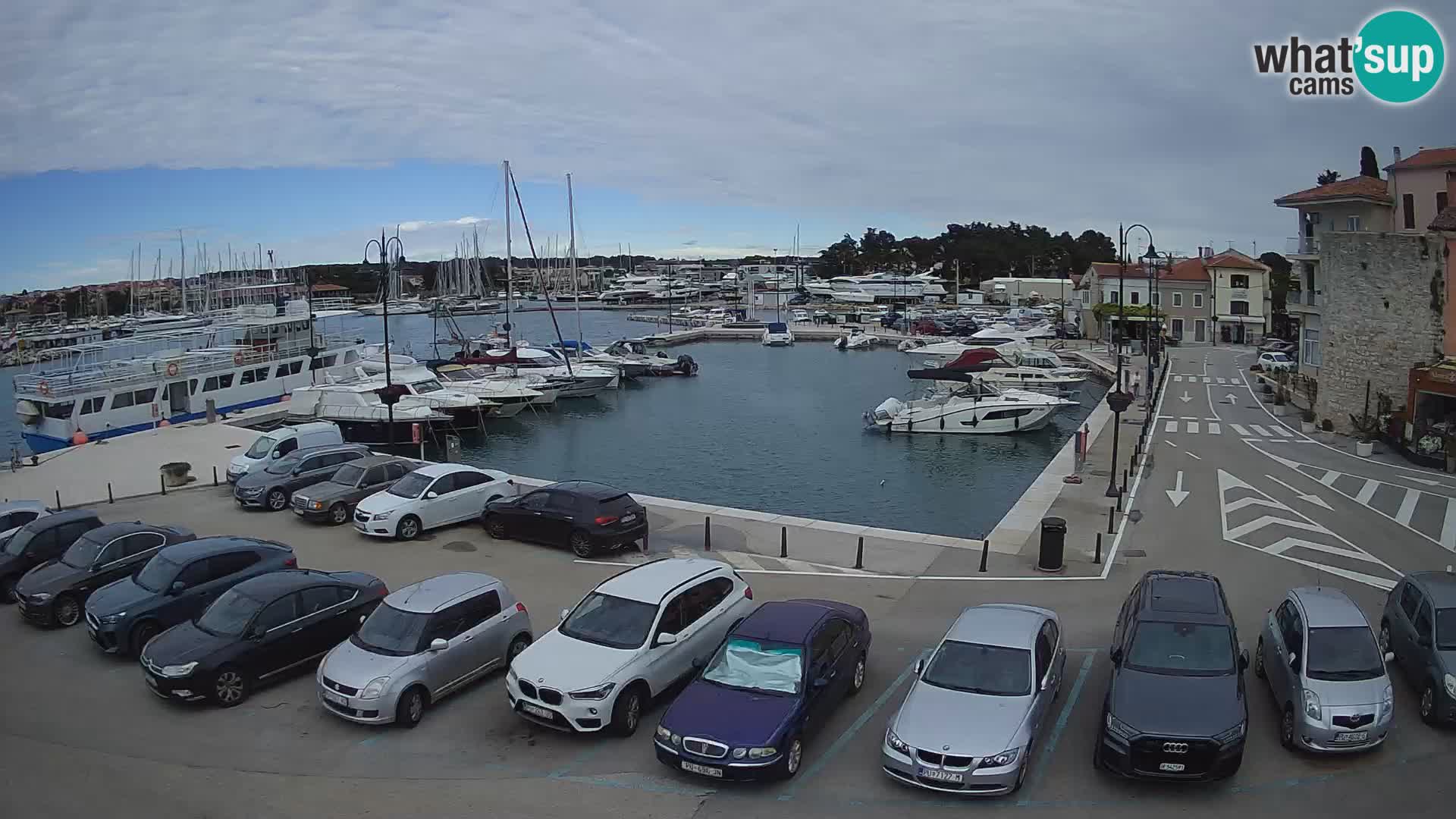 Novigrad | Porporela marina