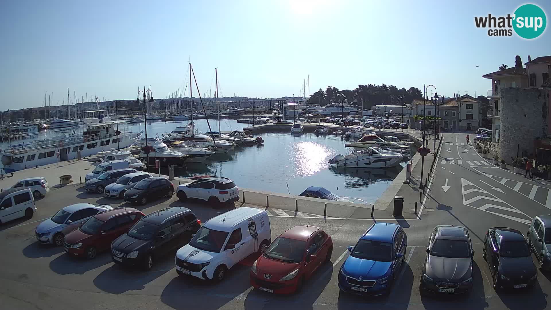 Novigrad | Porporela marina