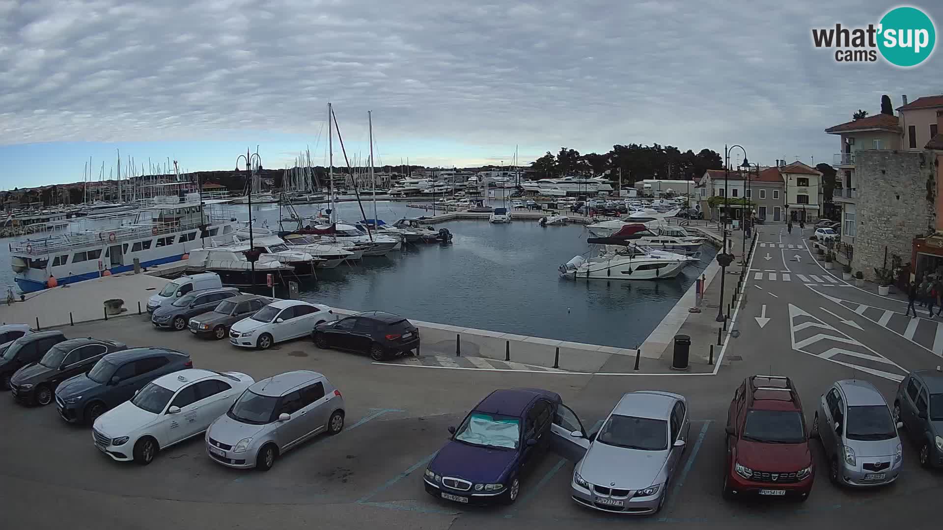 Novigrad | Porporela marina