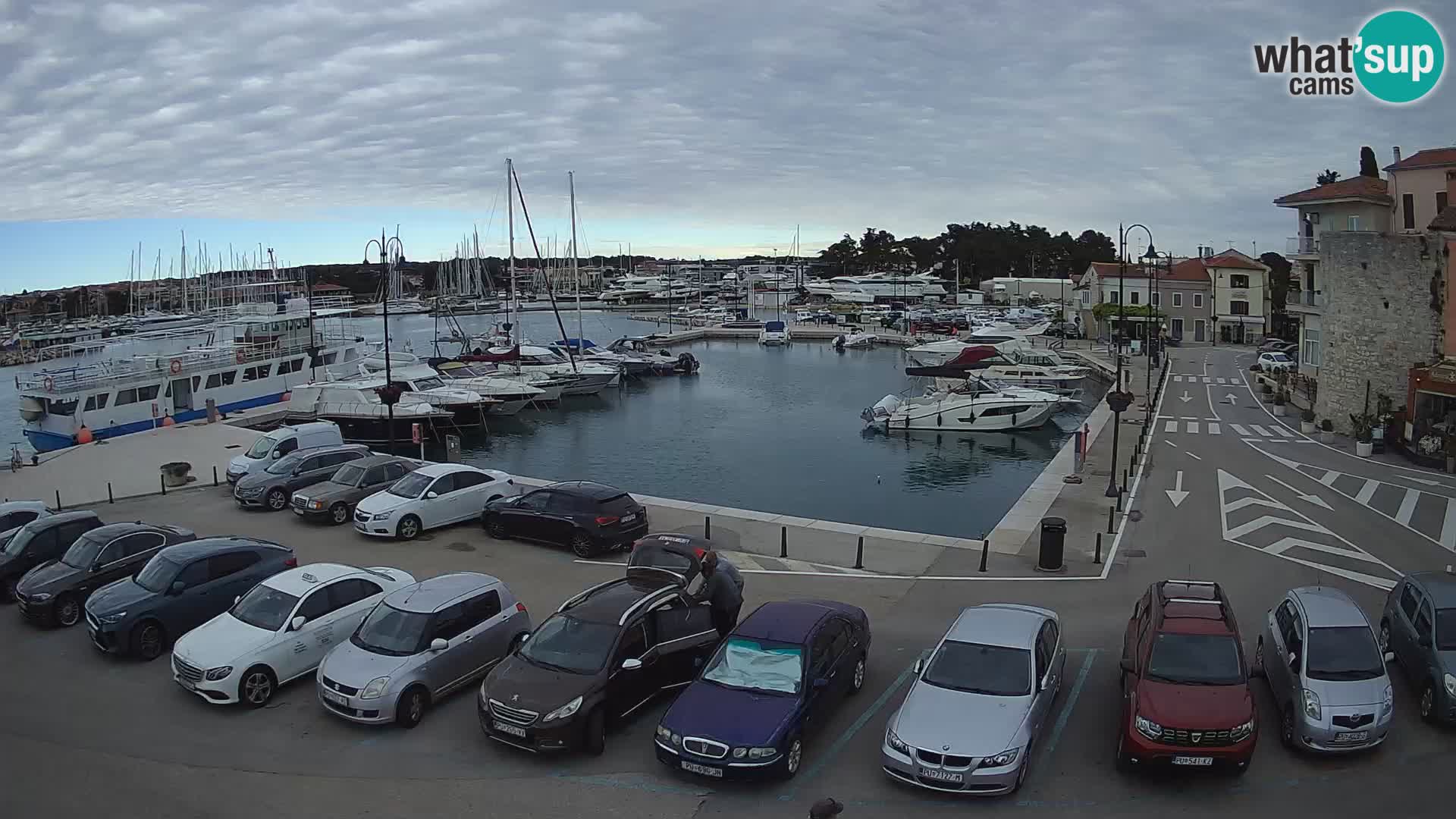 Novigrad | Porporela marina