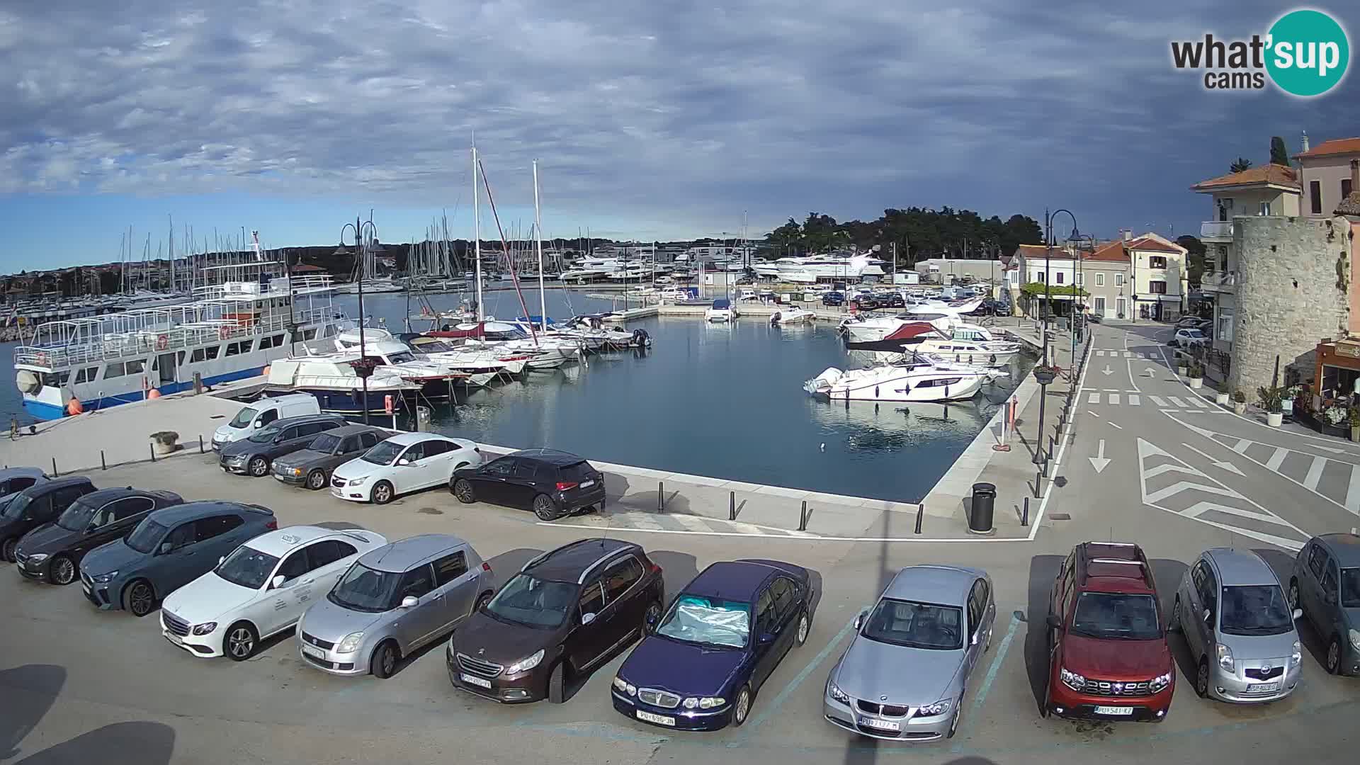 Novigrad | Porporela marina