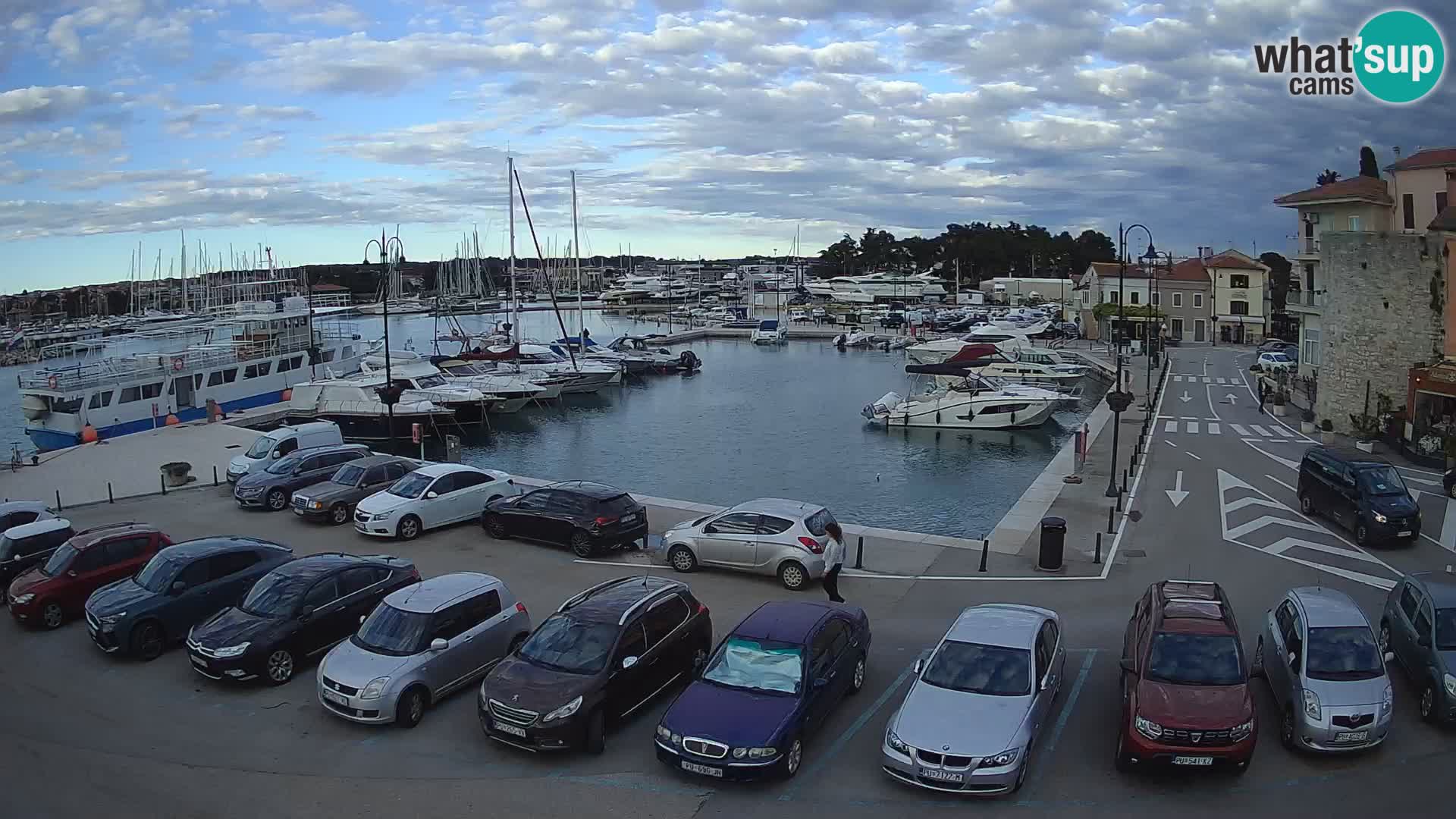Novigrad | Porporela marina
