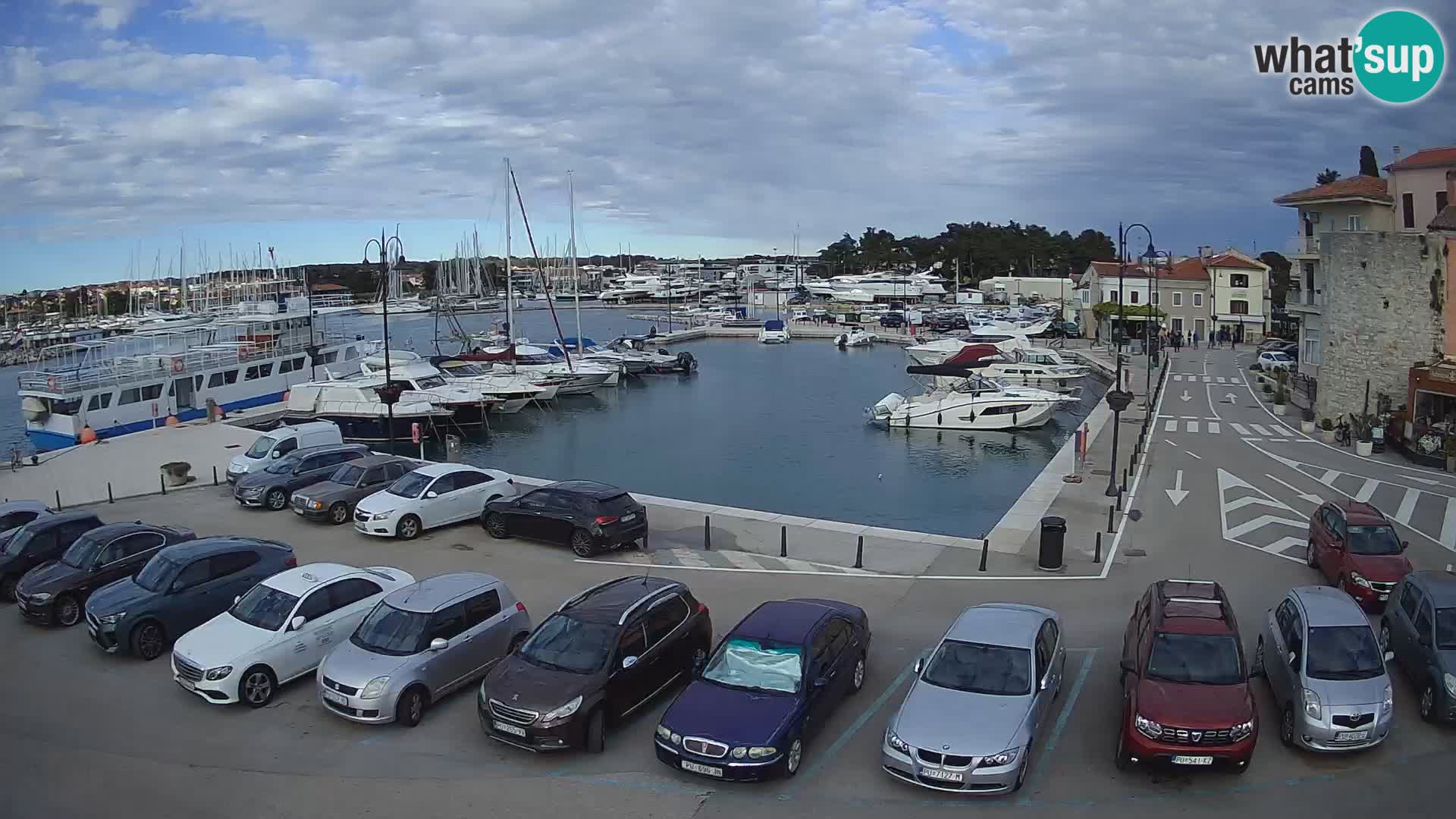 Novigrad | Porporela marina