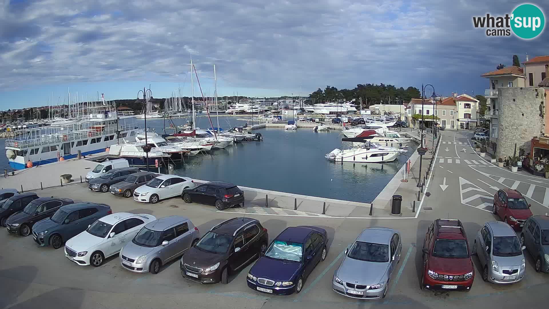 Novigrad | Porporela marina