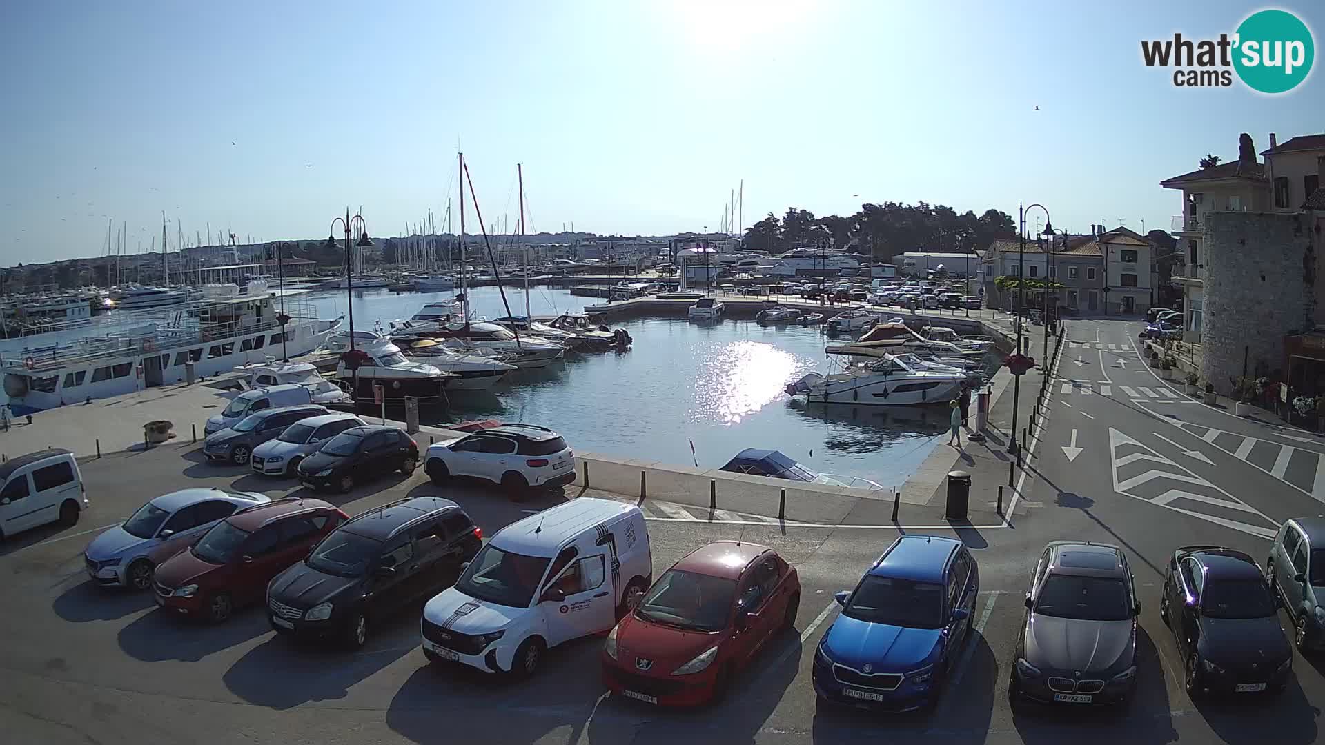 Novigrad | Porporela marina