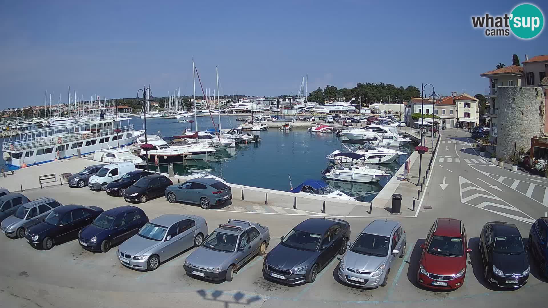 Novigrad | Porporela marina
