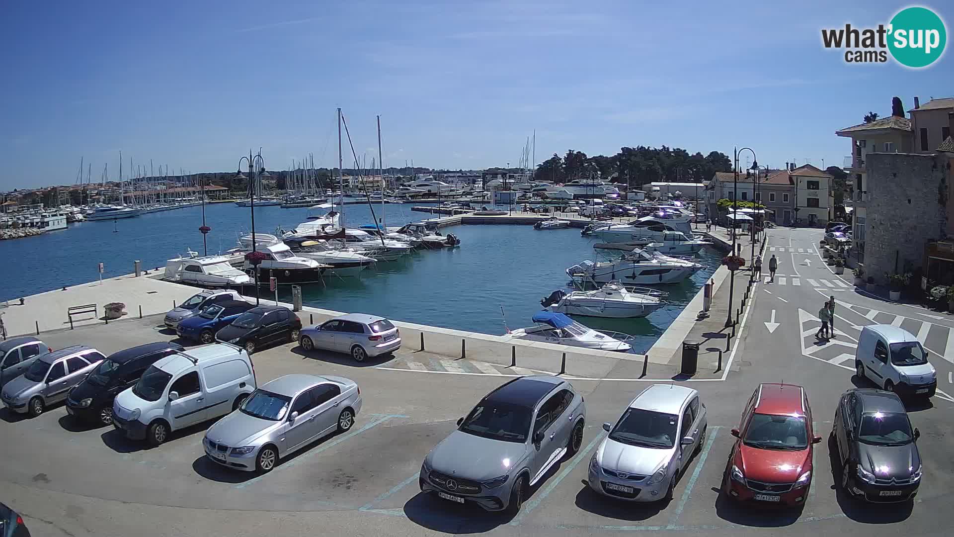 Novigrad | Porporela marina