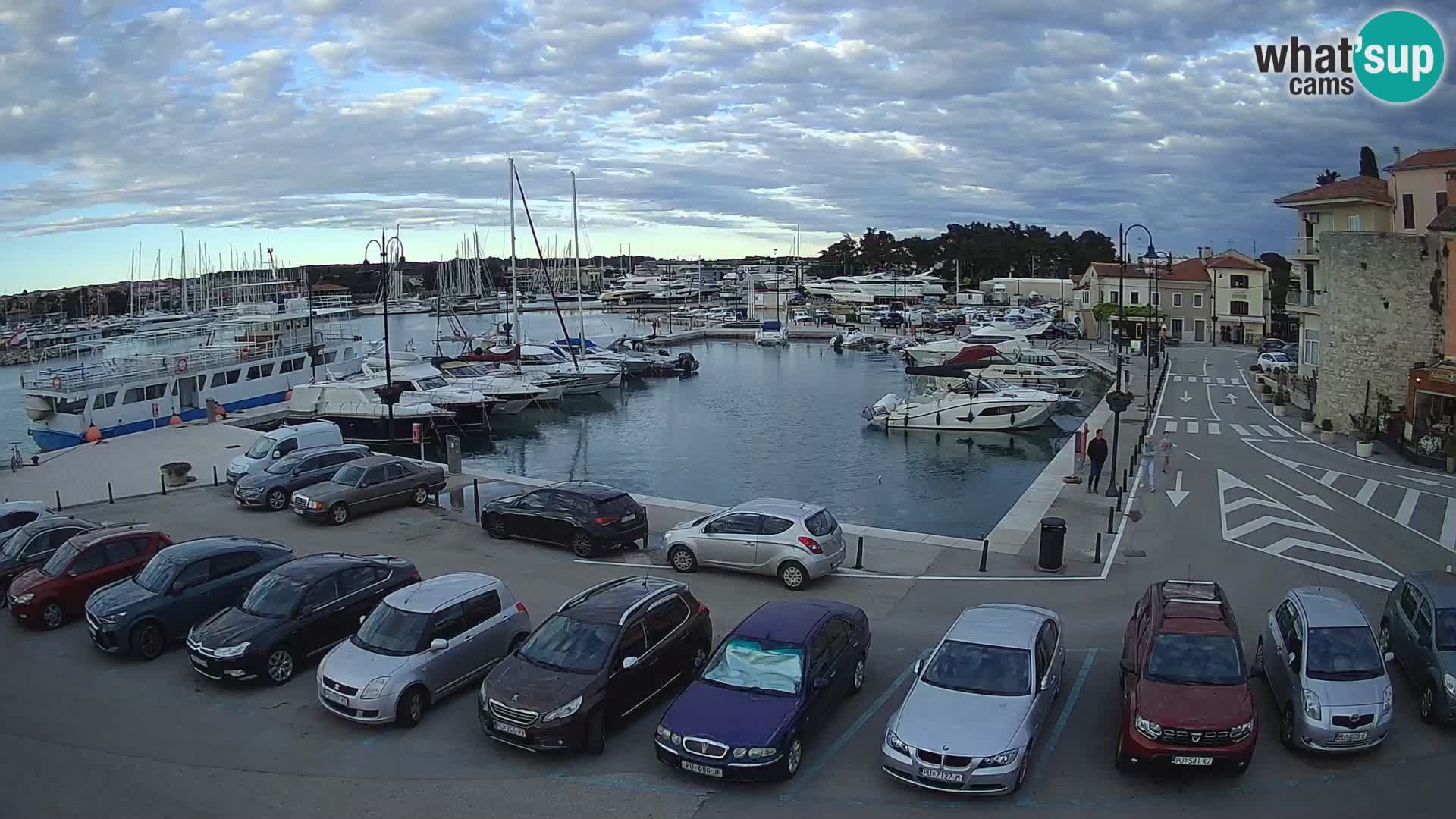 Novigrad | Porporela marina