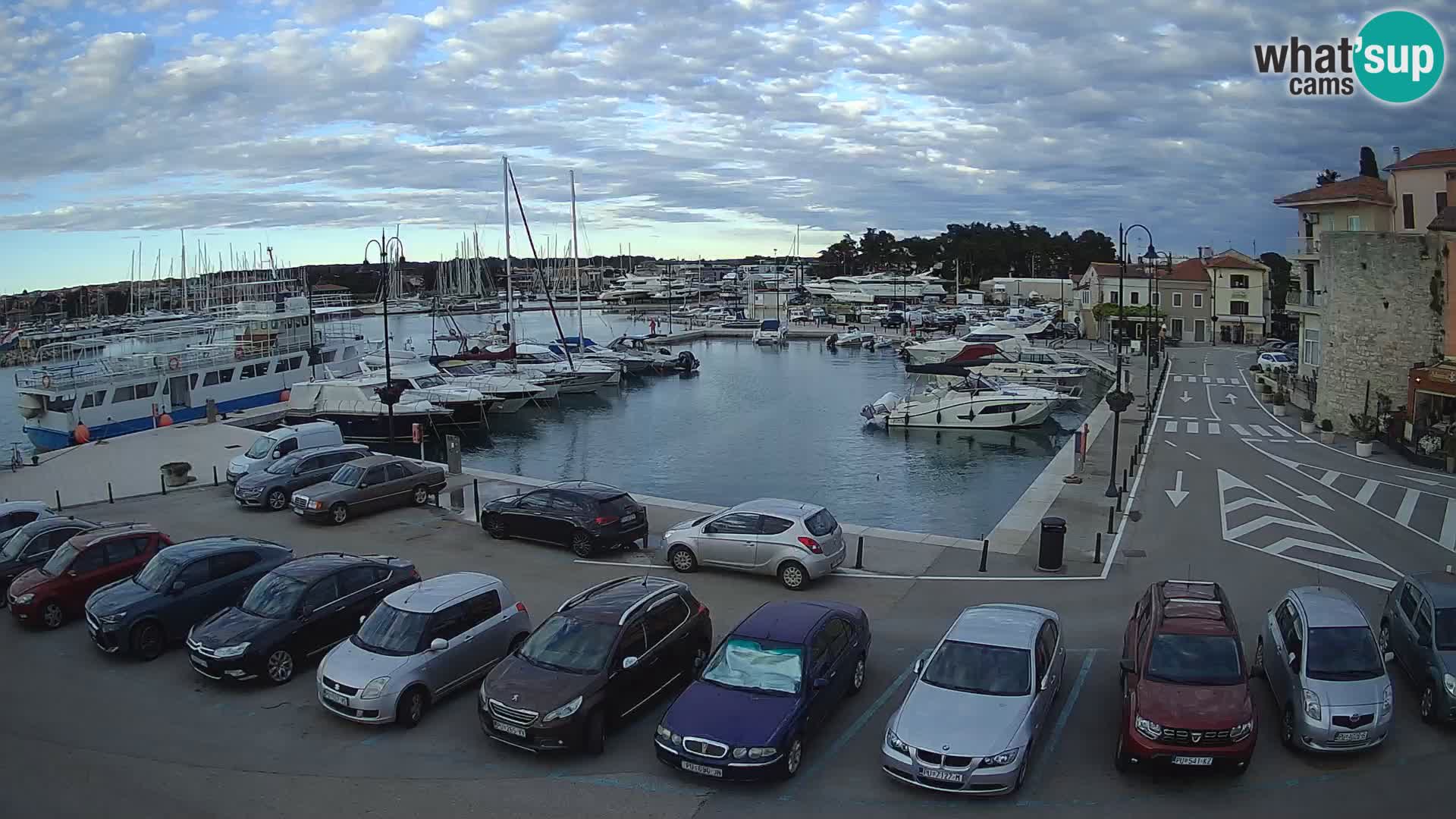 Novigrad | Porporela marina