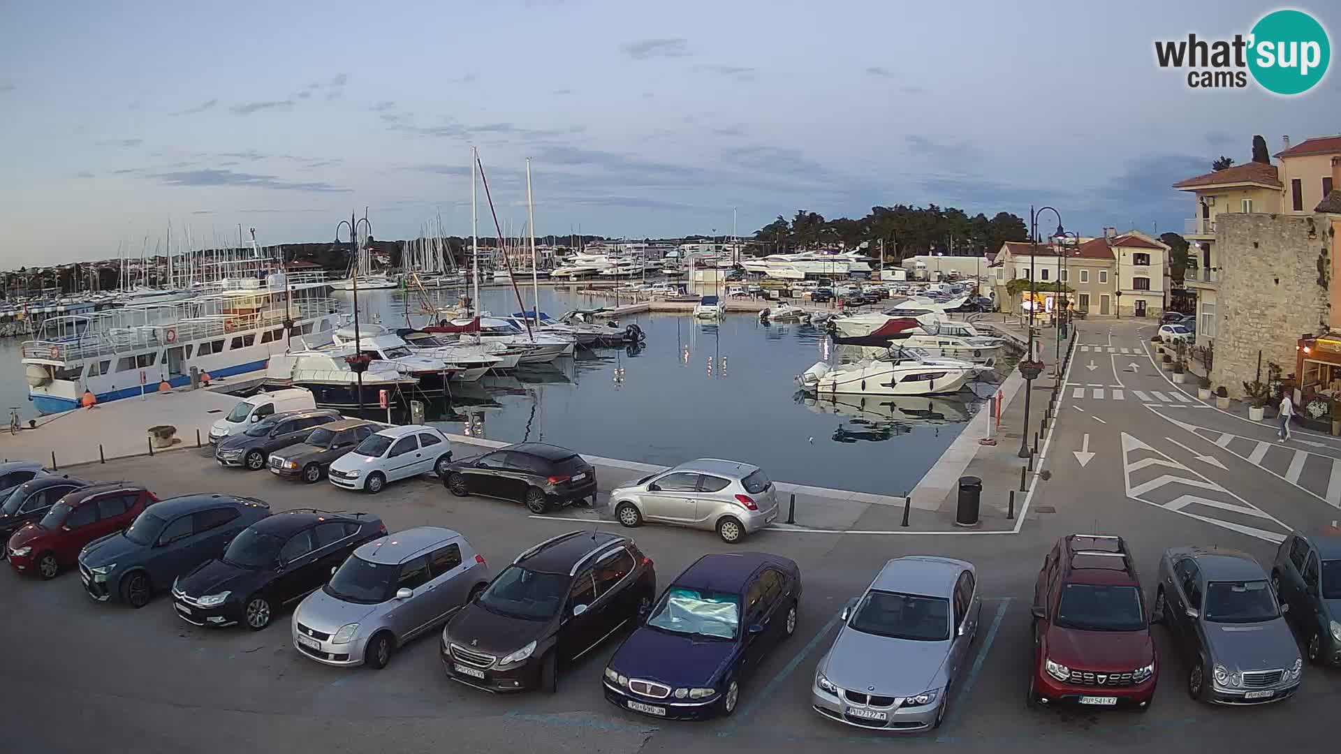 Novigrad | Porporela marina
