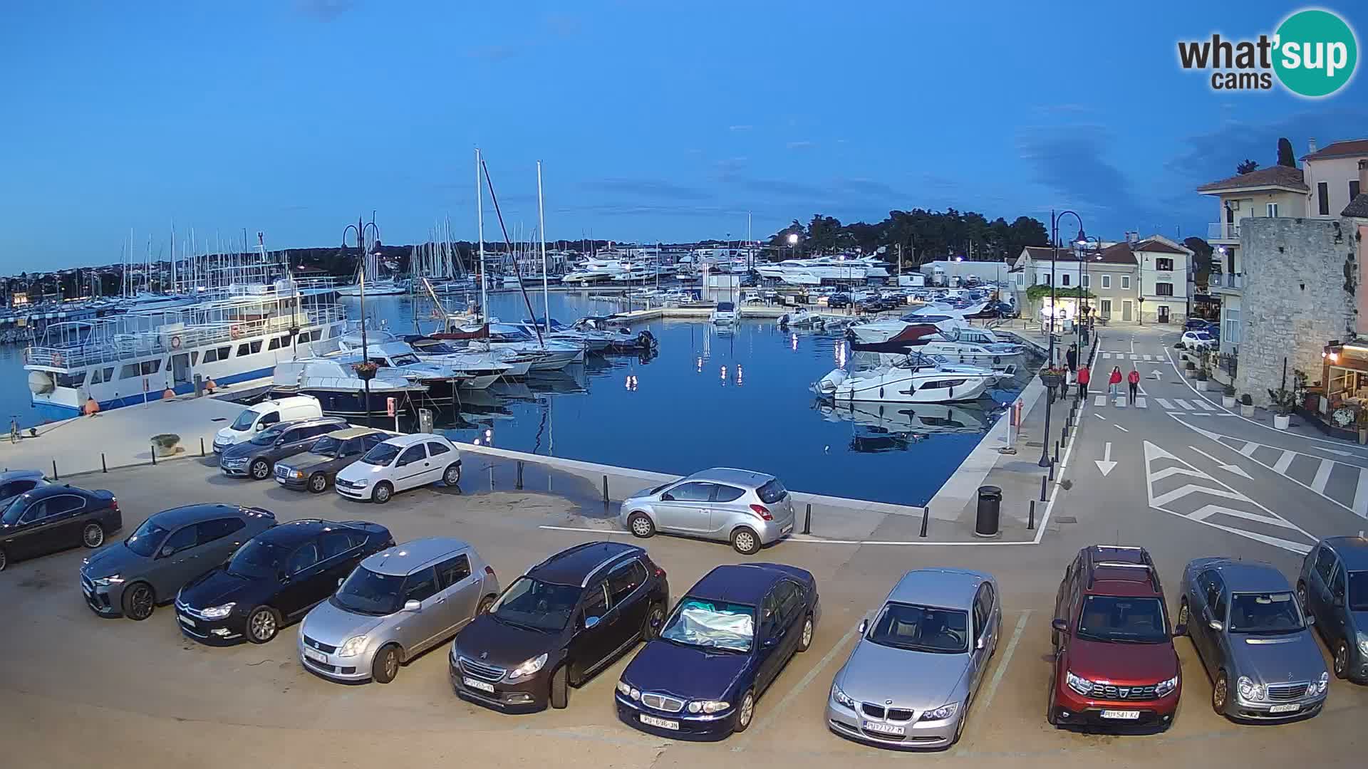 Novigrad | Porporela marina