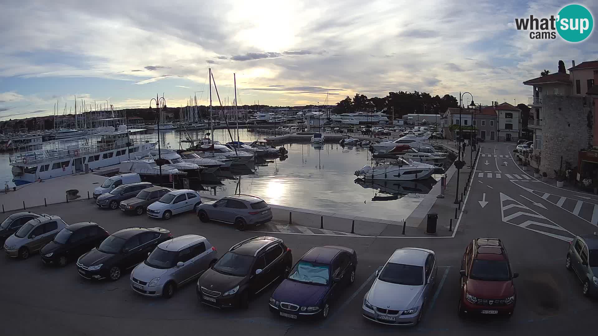 Novigrad | Porporela marina