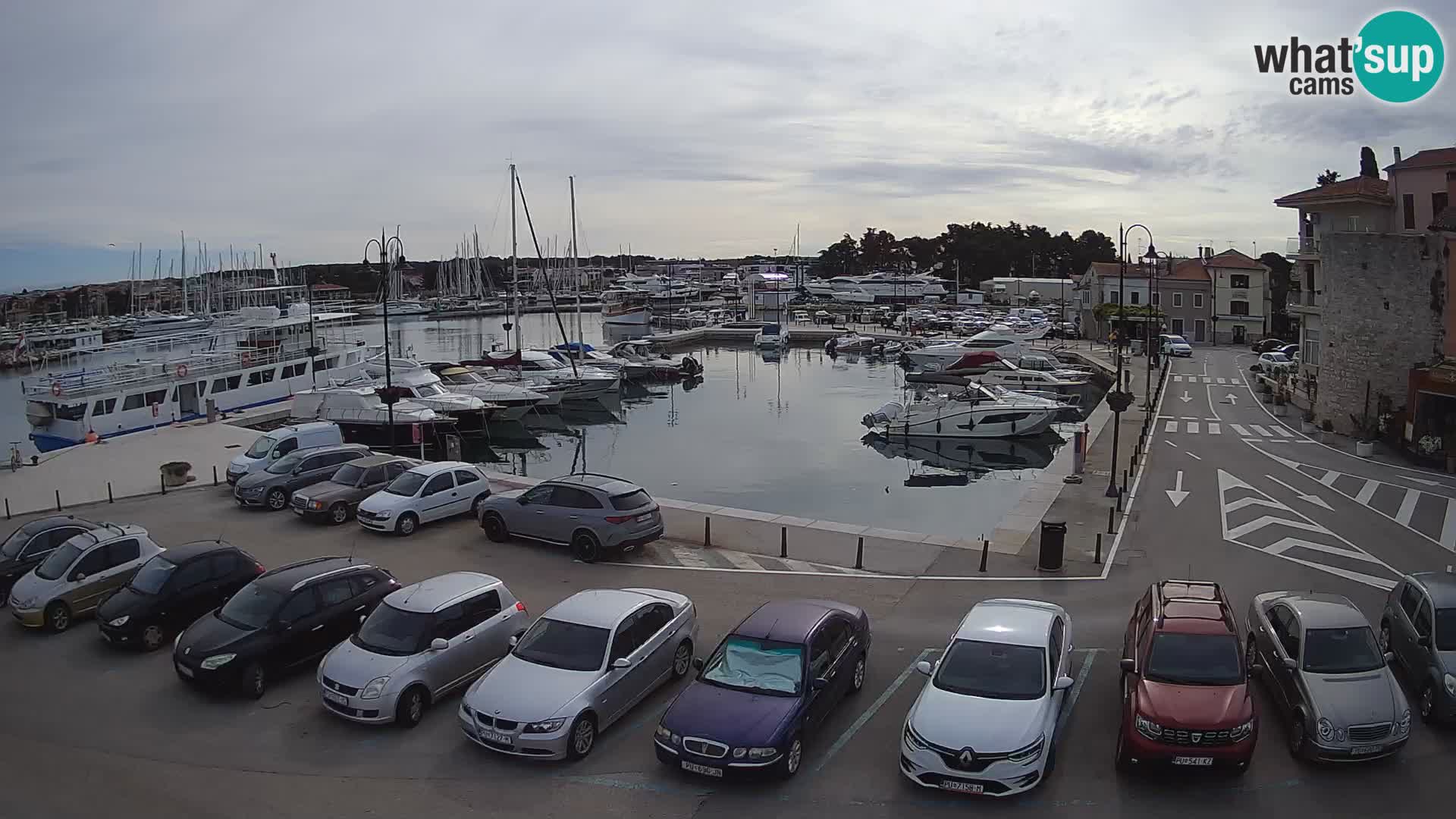 Novigrad | Porporela marina