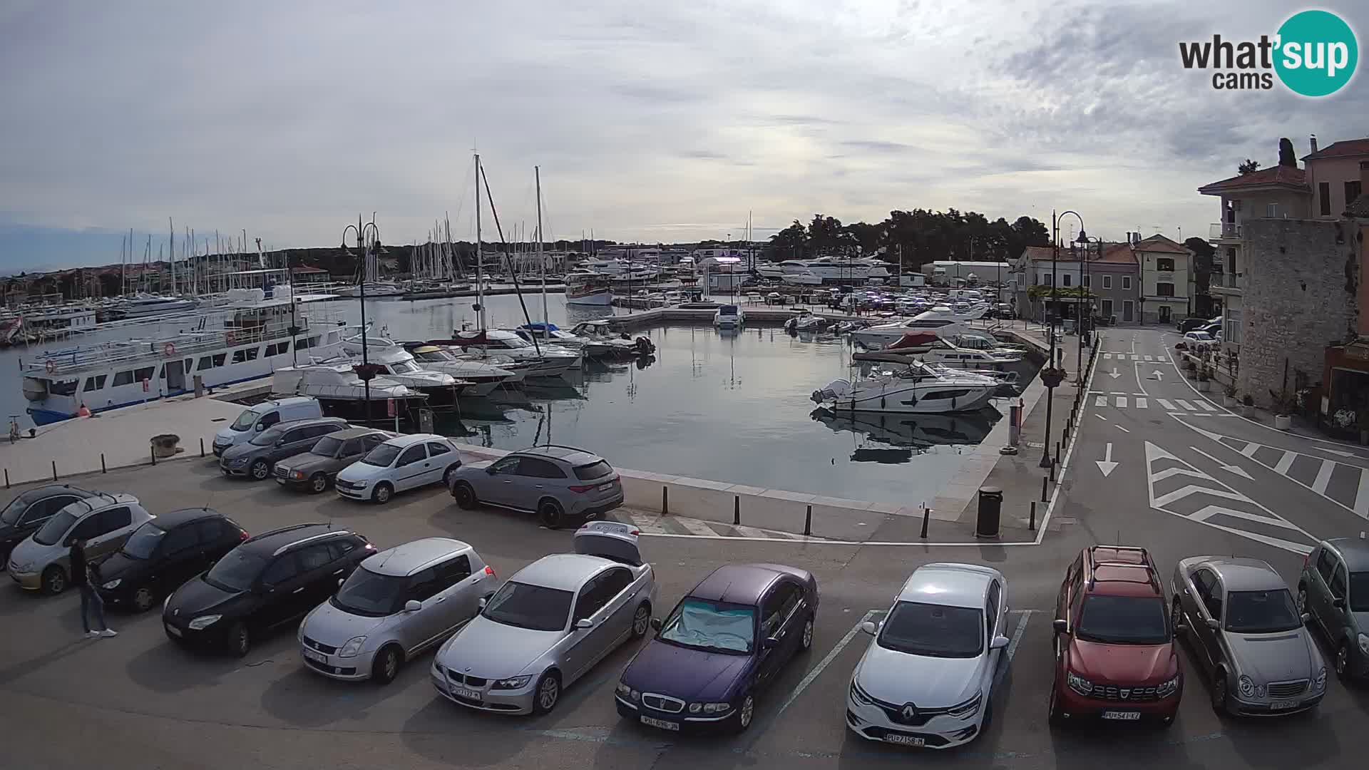 Novigrad | Porporela marina