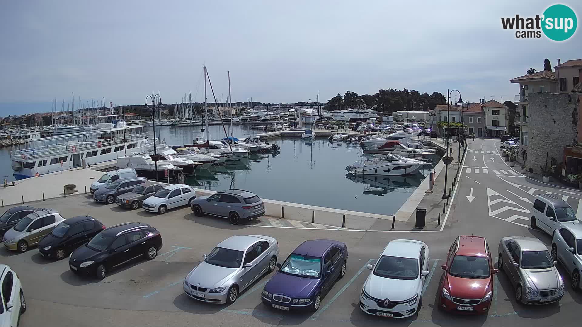 Novigrad | Porporela marina