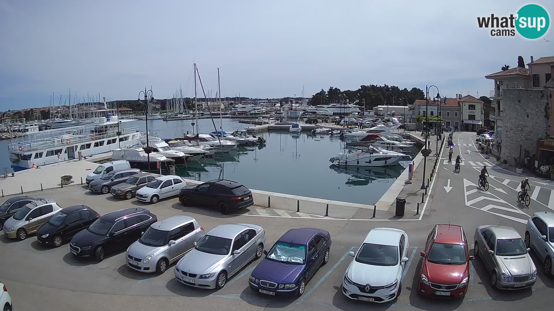 Novigrad | Porporela marina