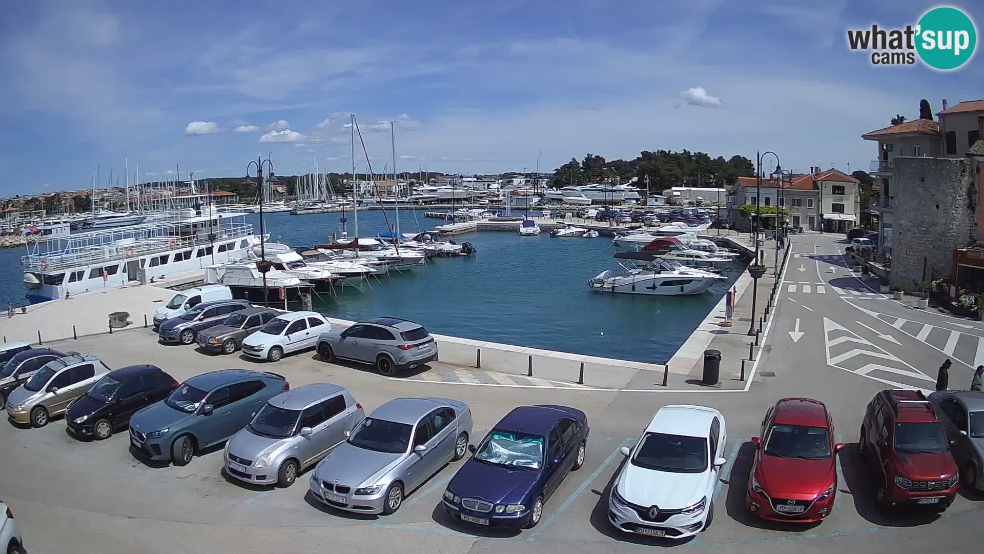 Novigrad | Porporela marina