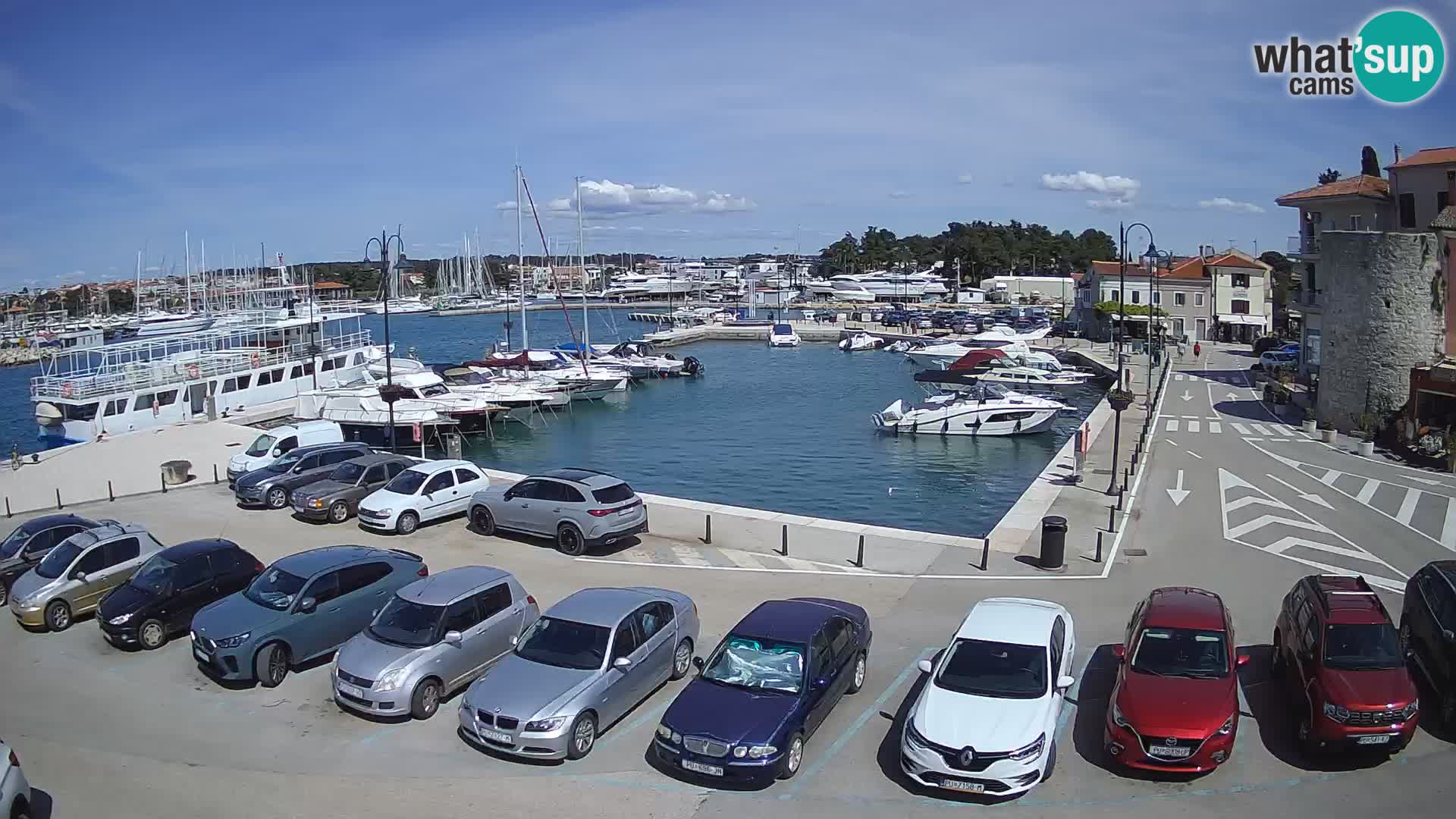 Novigrad | Porporela marina