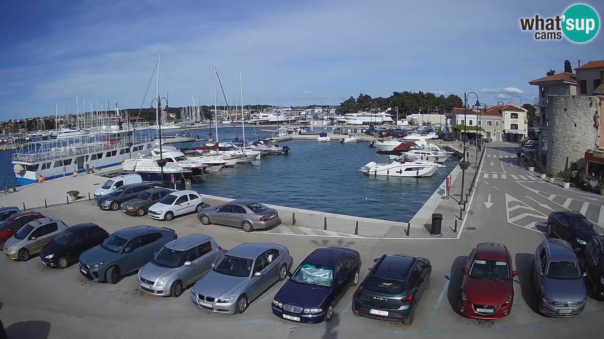 Novigrad | Porporela marina
