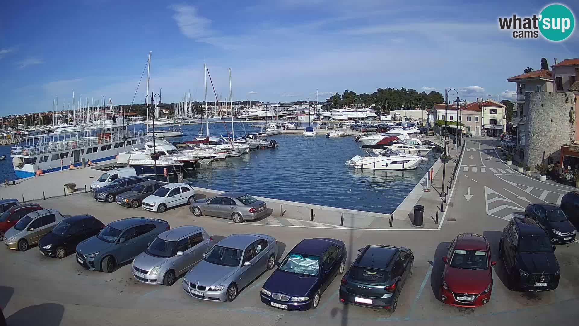 Novigrad | Porporela marina