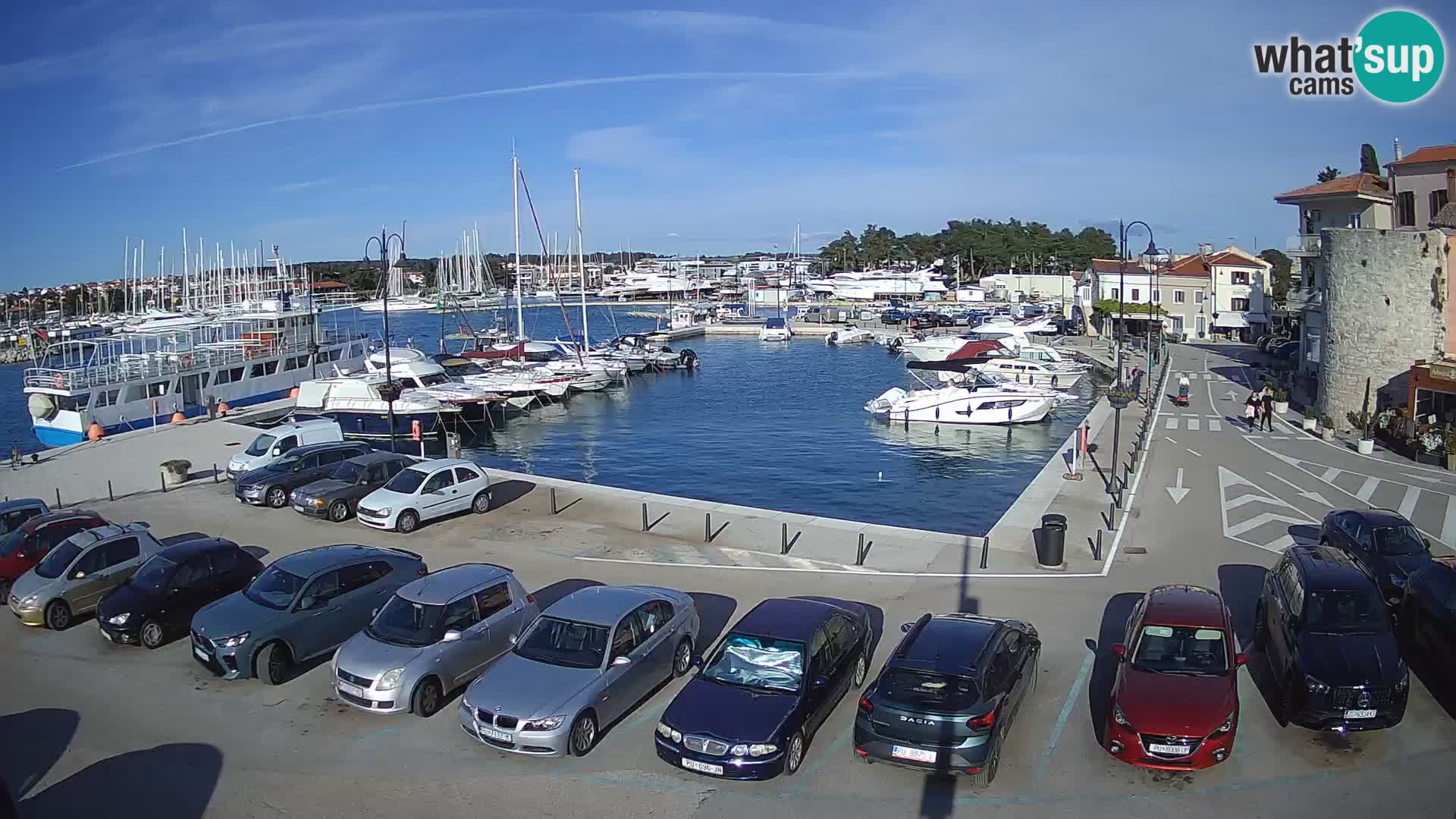 Novigrad | Porporela marina