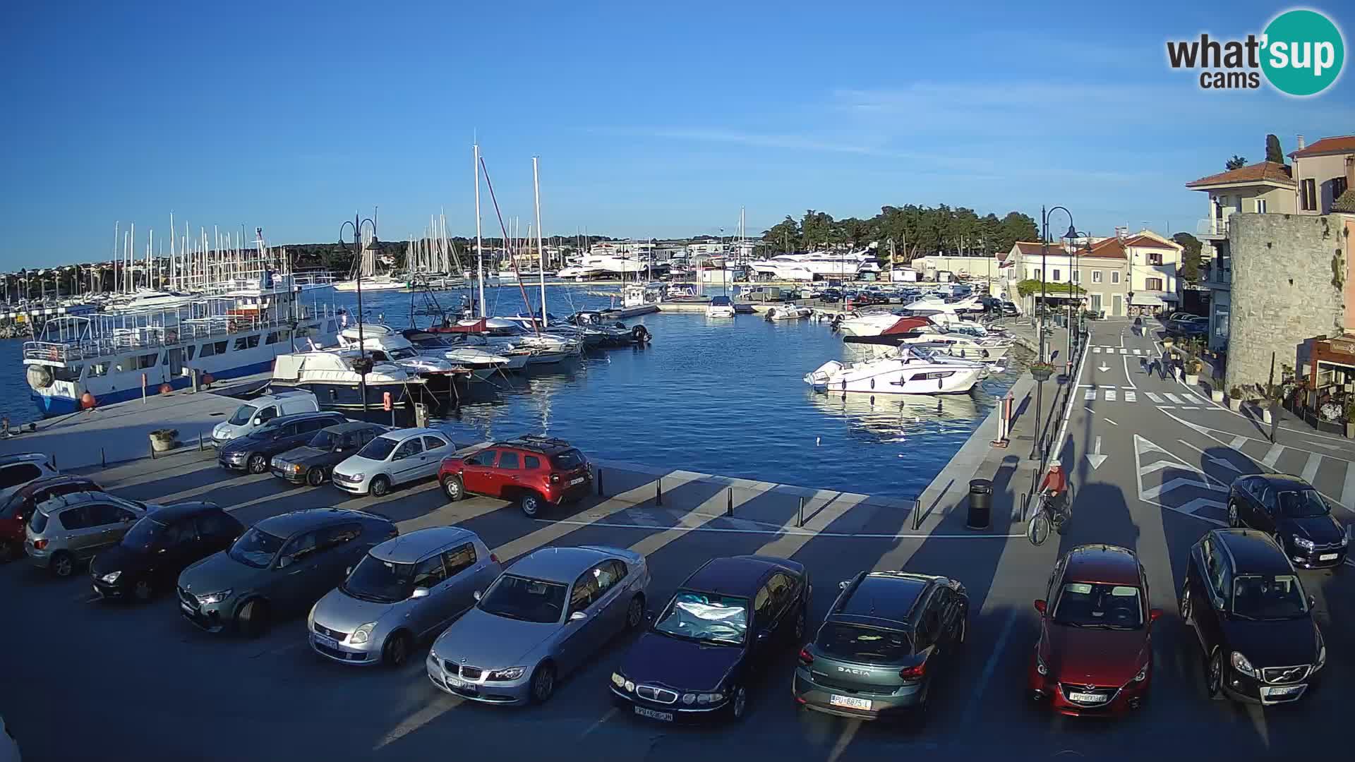 Novigrad | Porporela marina