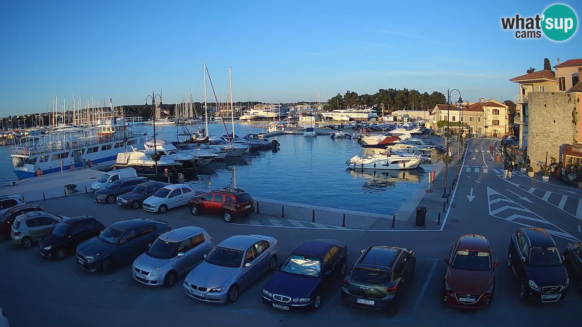 Novigrad | Porporela marina