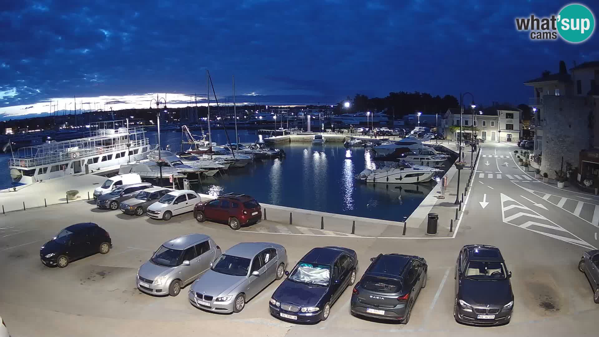 Novigrad | Porporela marina