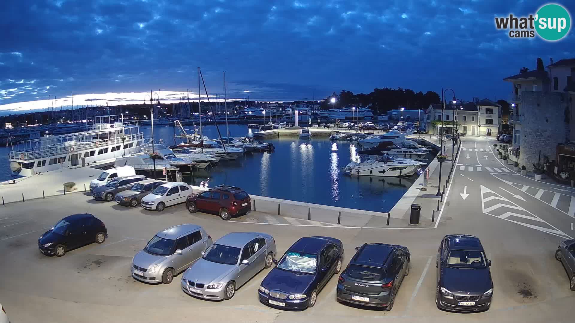 Novigrad | Porporela marina