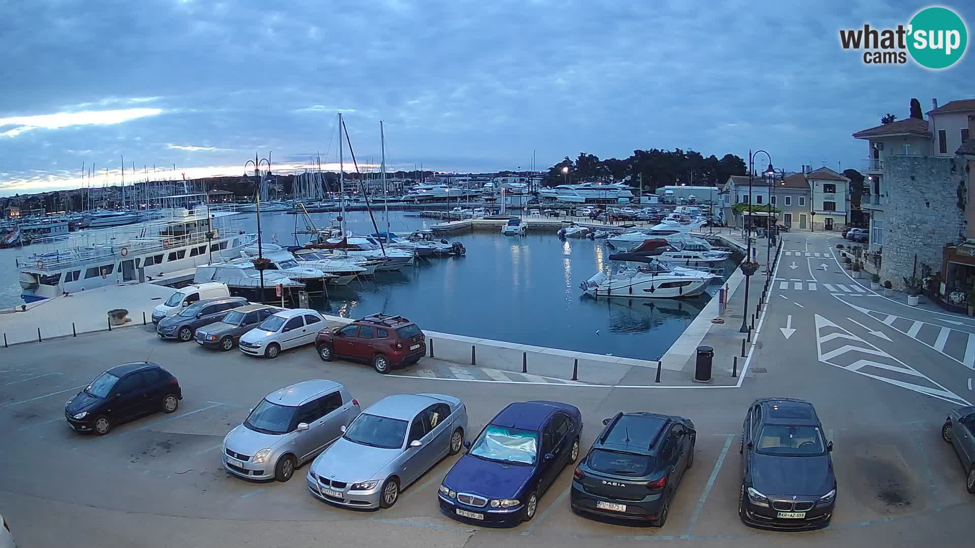 Novigrad | Porporela marina