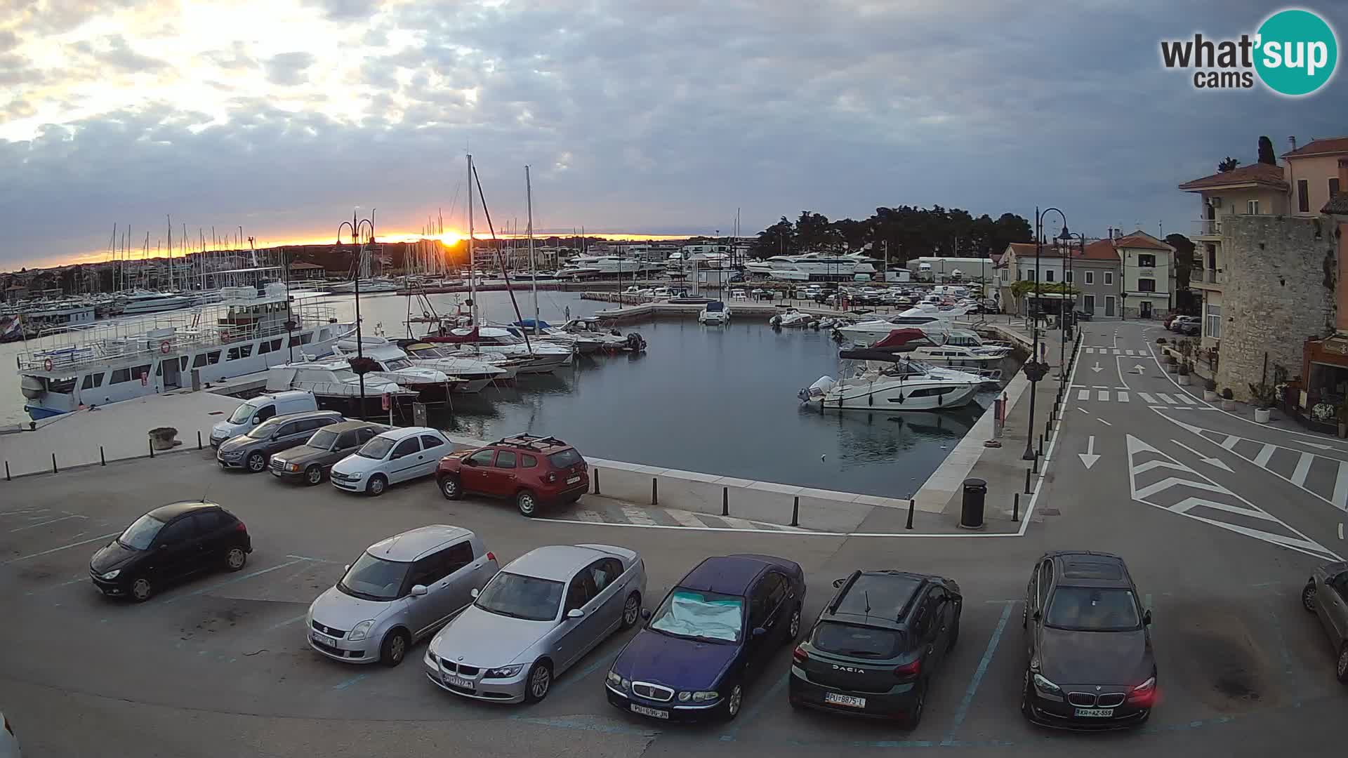 Novigrad | Porporela marina